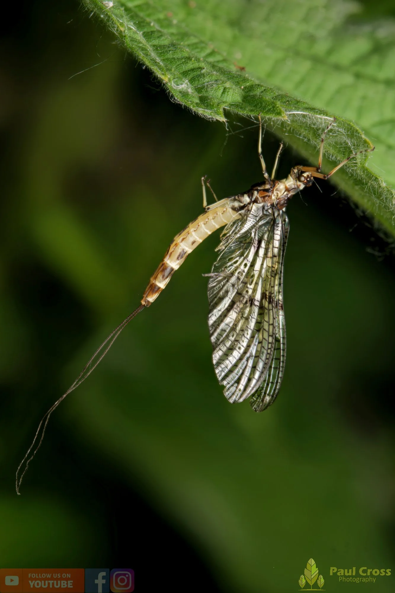 Green Drake Mayfly-00006.jpg