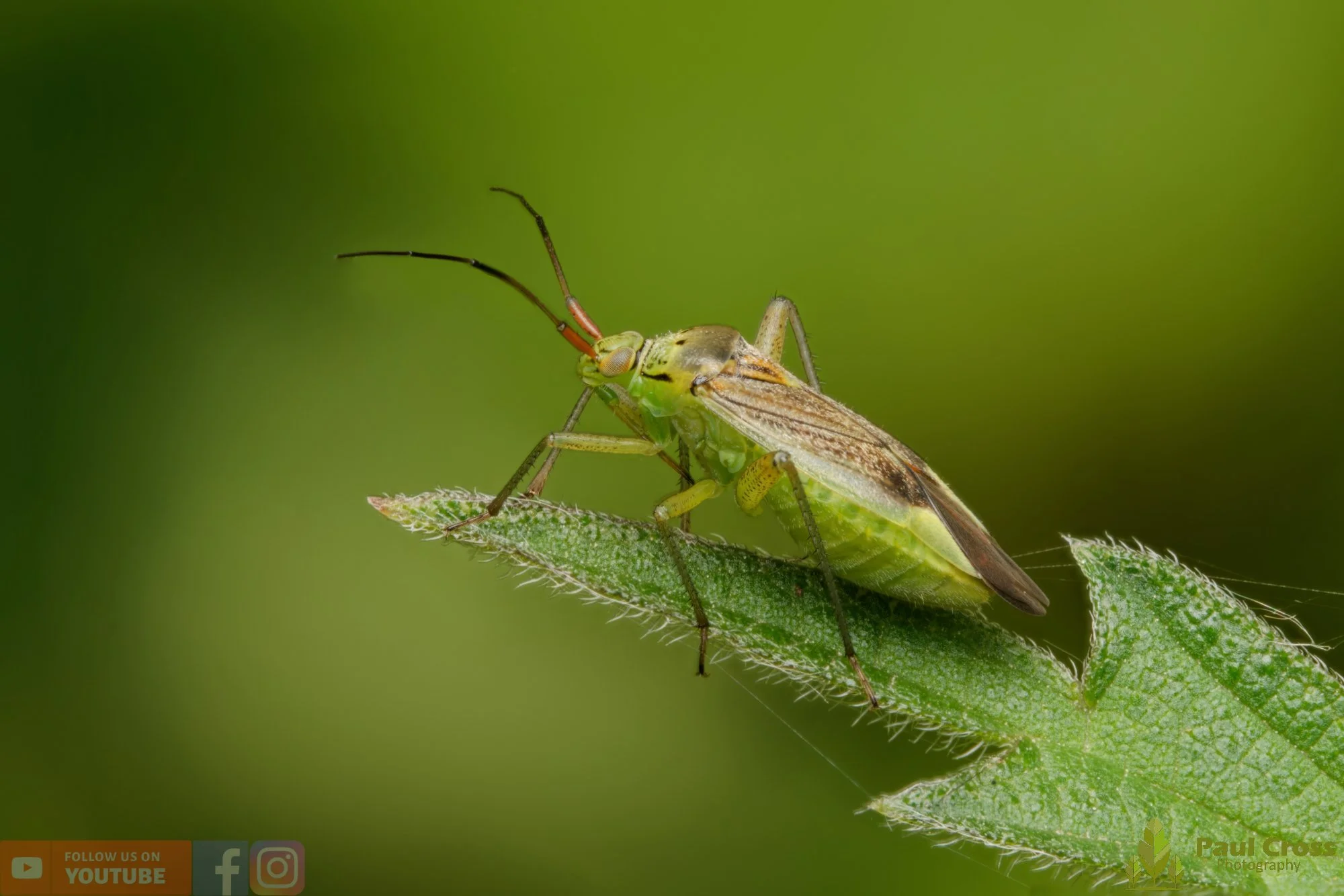 Potato Capsid - Closterotomus Norwegicus-00014.jpg