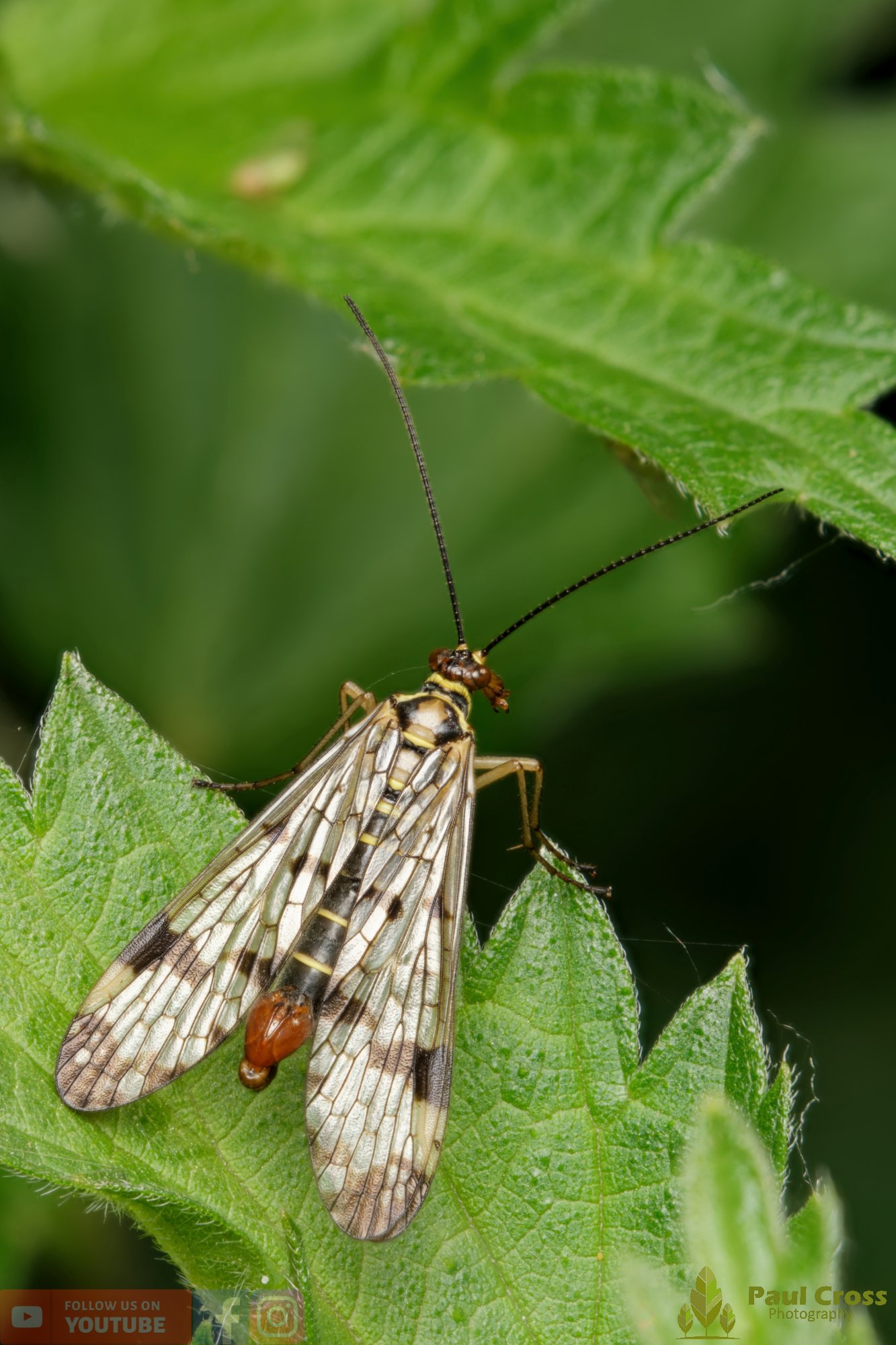 Scorpionfly - Panorpa Germanica-00018.jpg