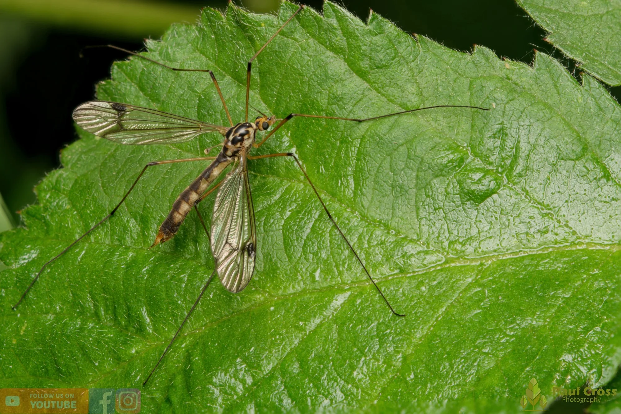 Tiger Cranefly - Nephrotoma flavescens-00003.jpg
