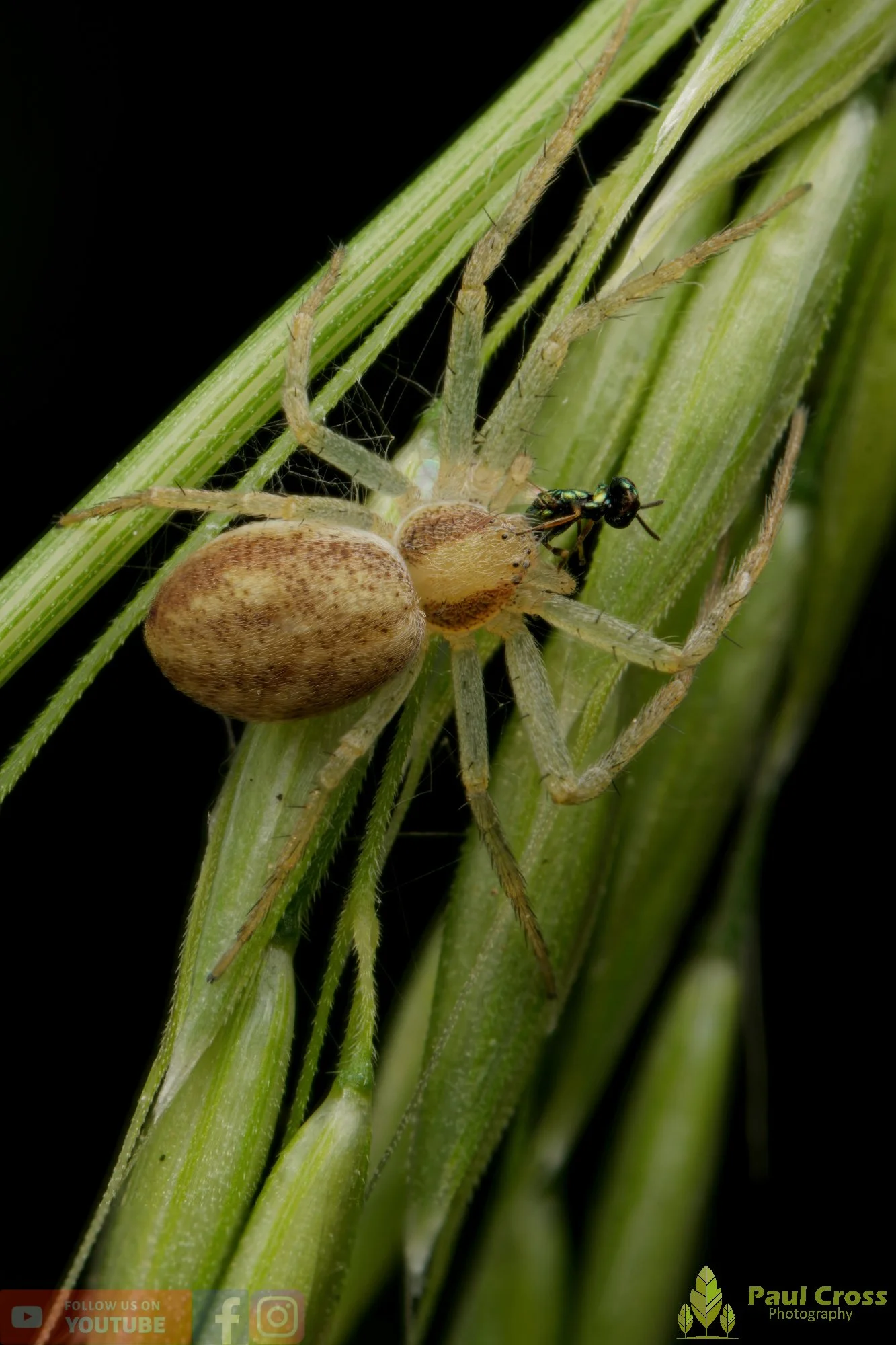 Turf Running-spider - Philodromus Cespitum-00002.jpg