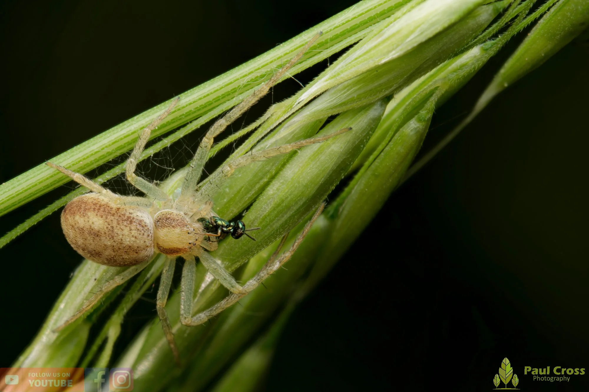 Turf Running-spider - Philodromus Cespitum-00004.jpg