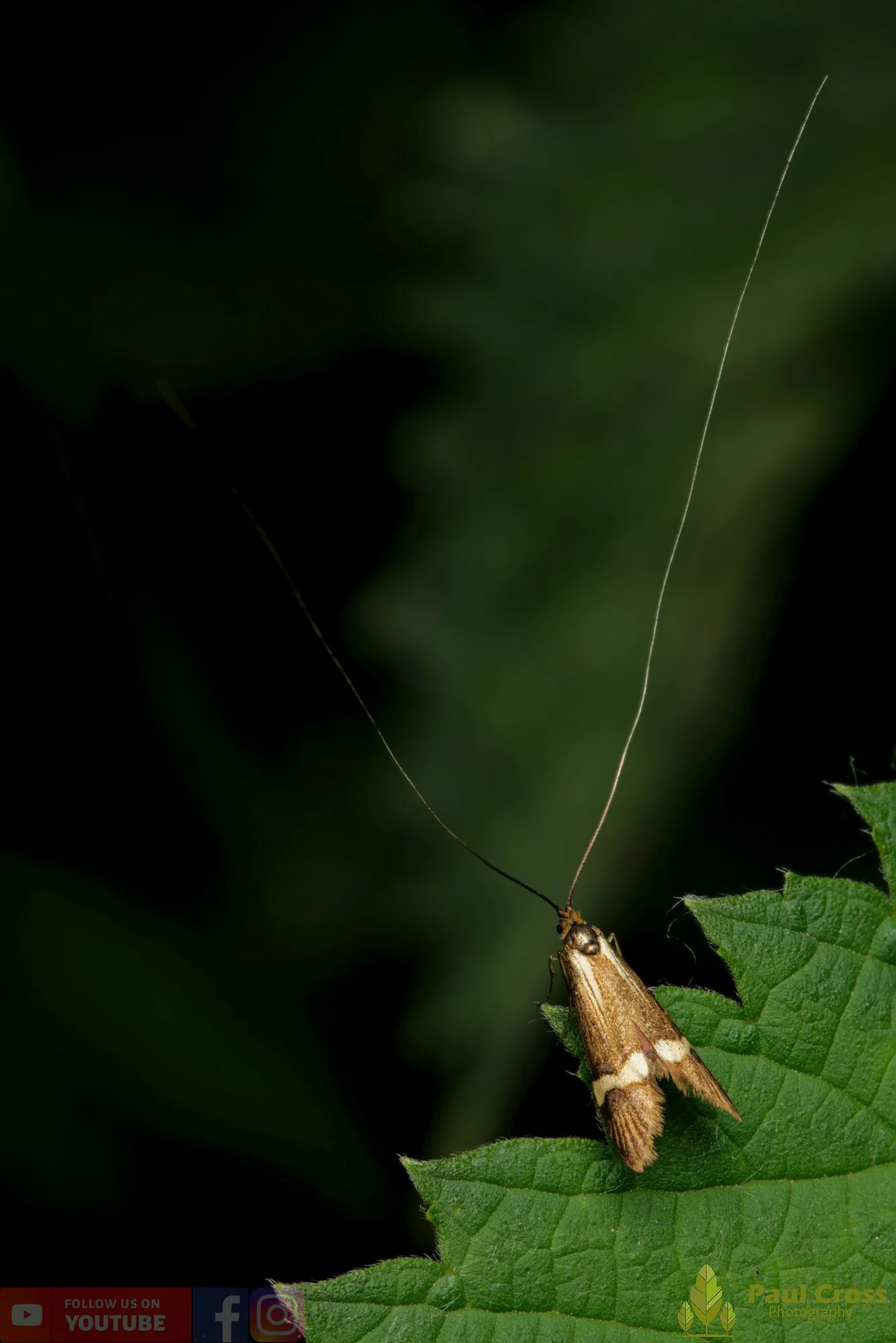 Yellow-Barred Long-Horn - Nemophora Degeerella-00008.jpg