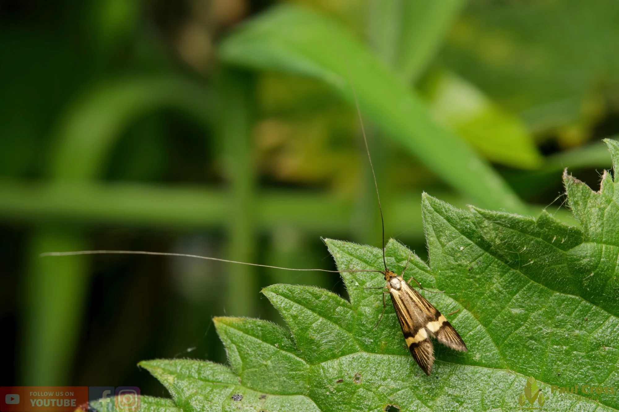 Yellow-Barred Long-Horn - Nemophora Degeerella-00009.jpg