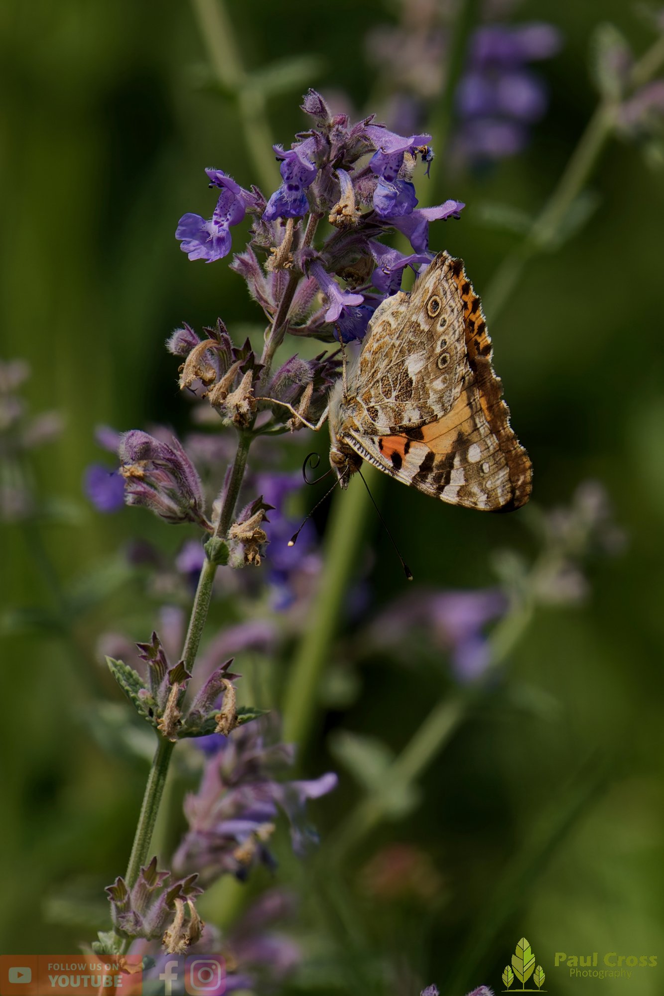 Painted Lady-00001.jpg