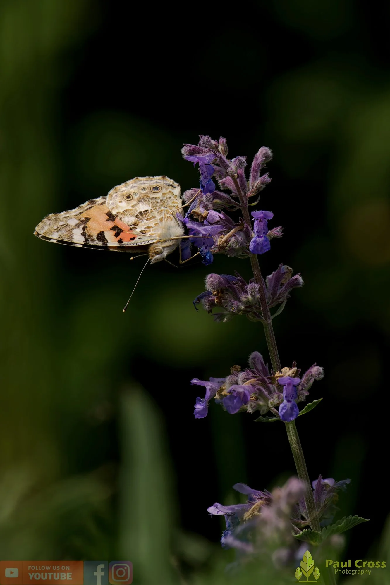 Painted Lady-00002.jpg