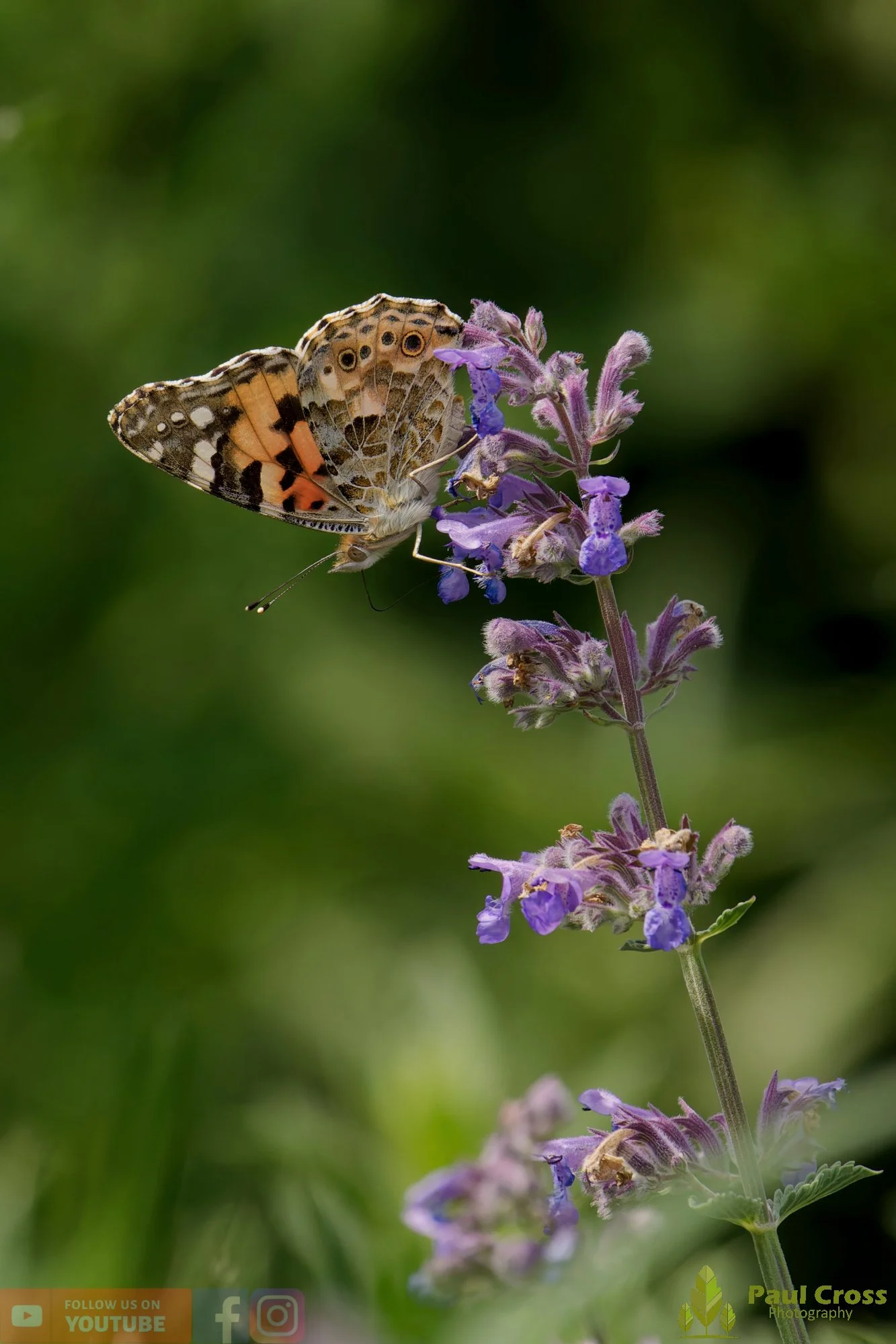 Painted Lady-00003.jpg