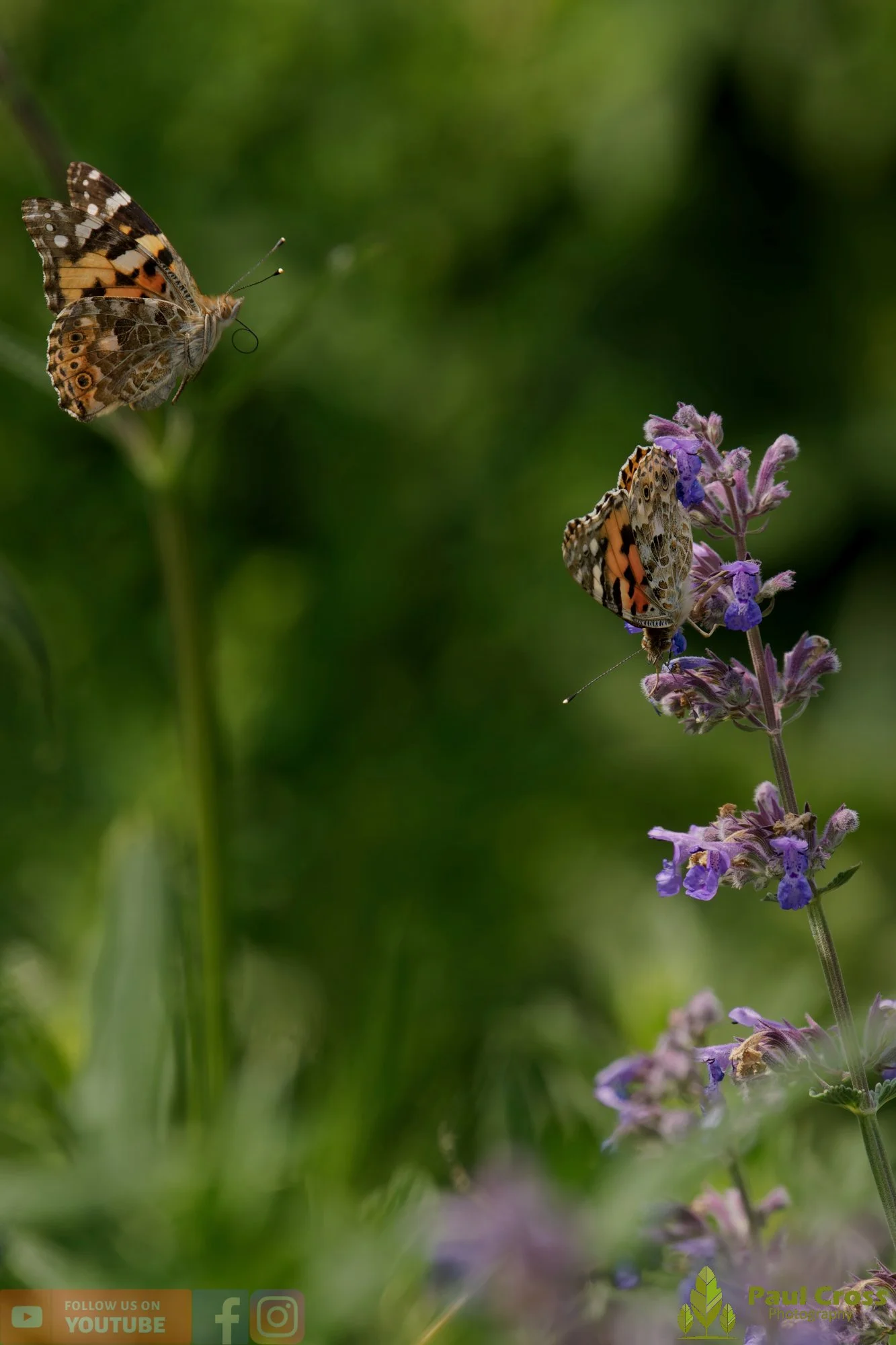 Painted Lady-00005.jpg