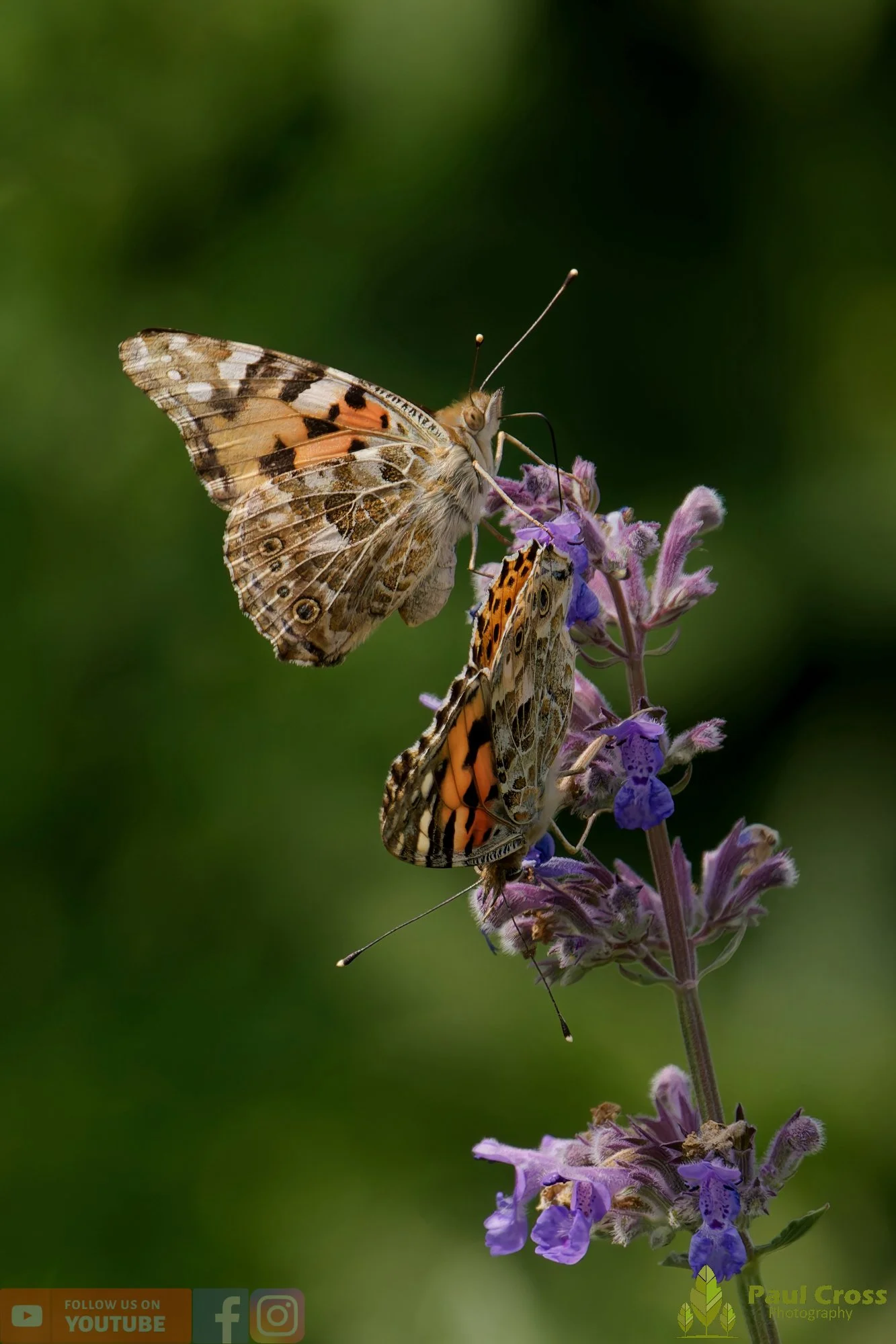 Painted Lady-00007.jpg
