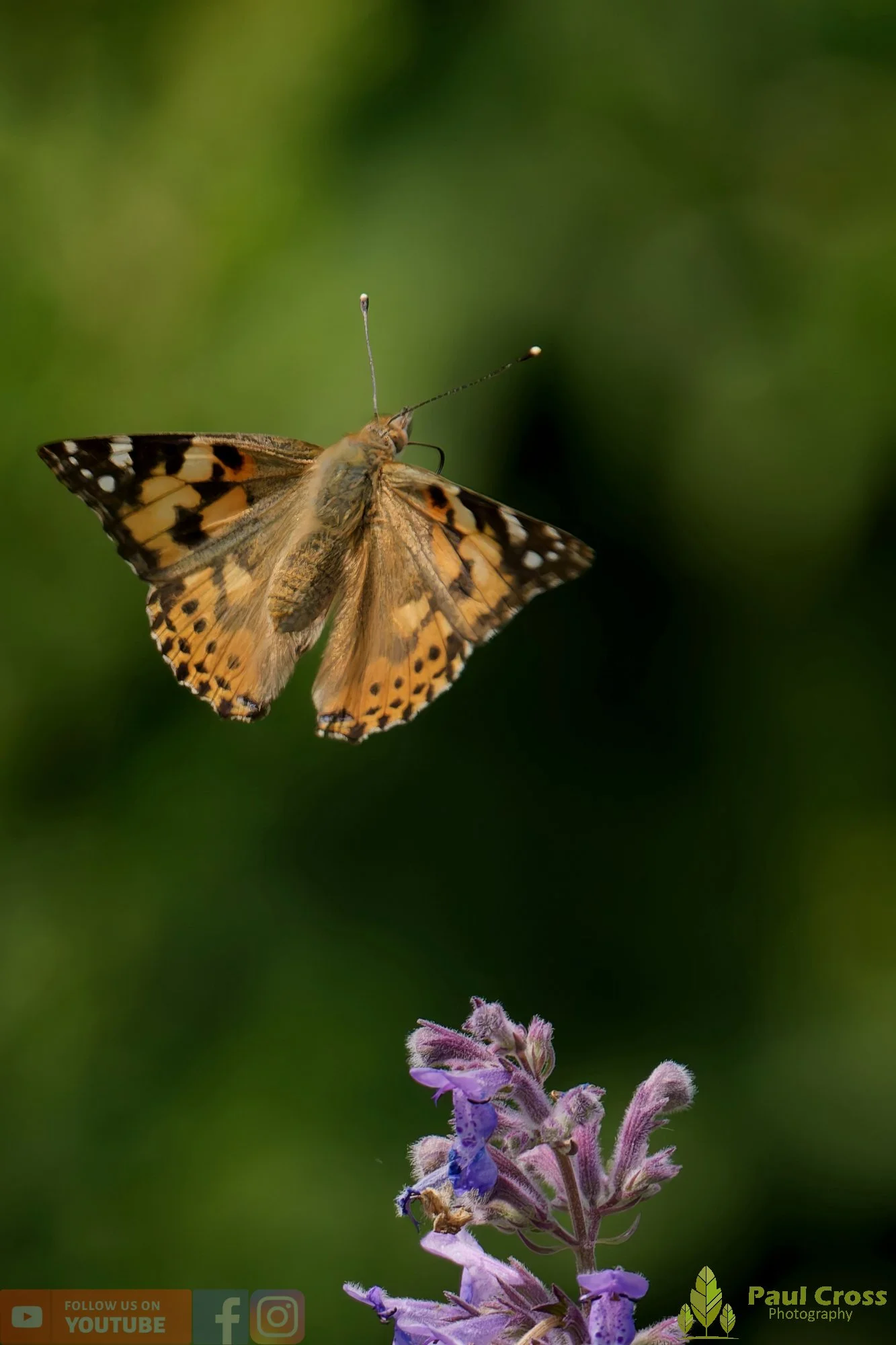 Painted Lady-00009.jpg