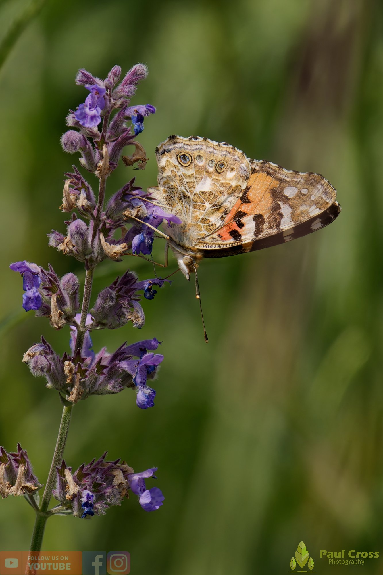 Painted Lady-00011.jpg