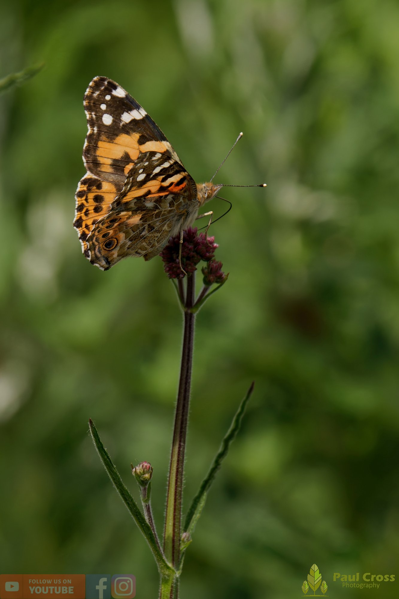 Painted Lady-00013.jpg