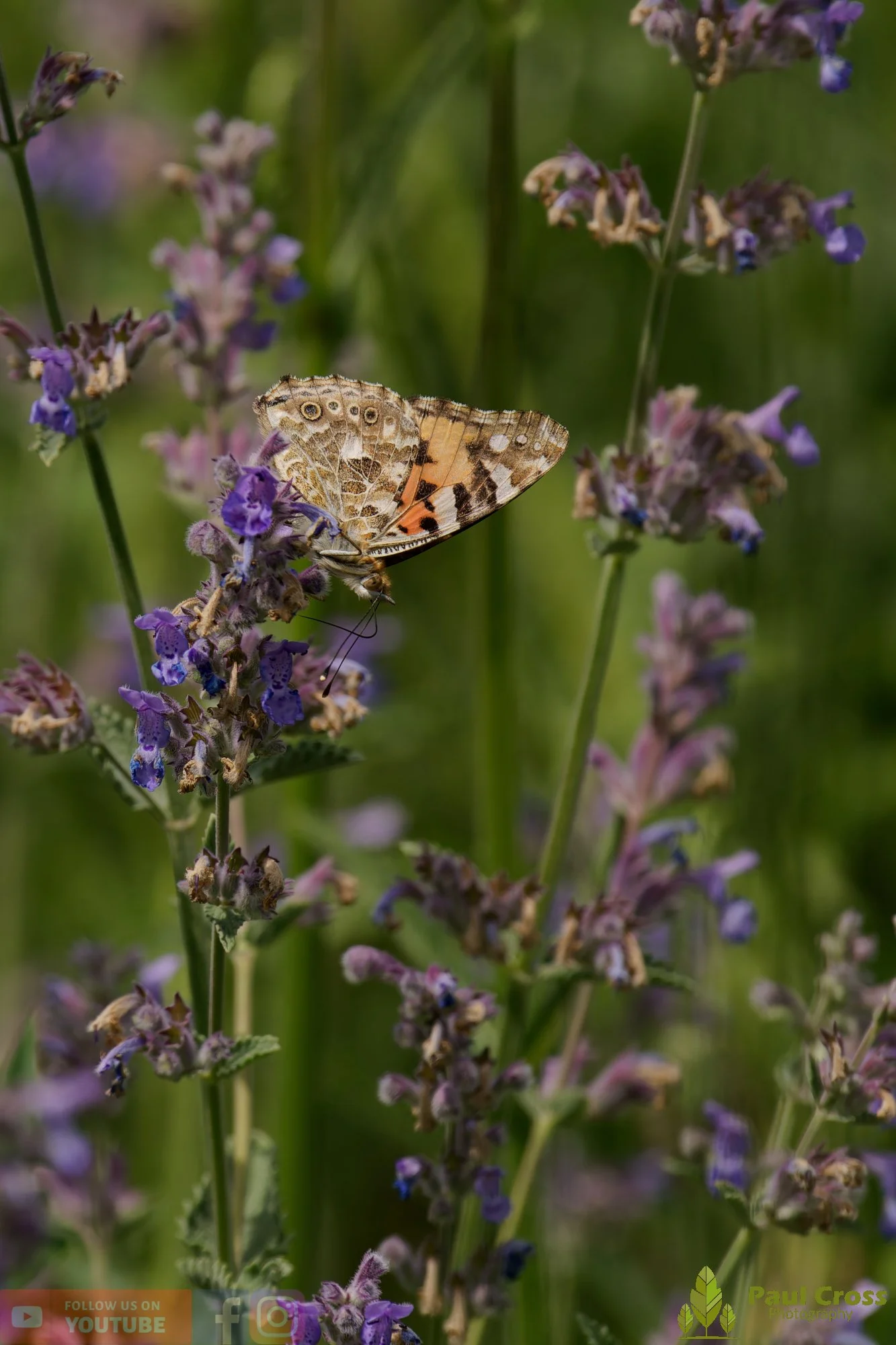 Painted Lady-00014.jpg