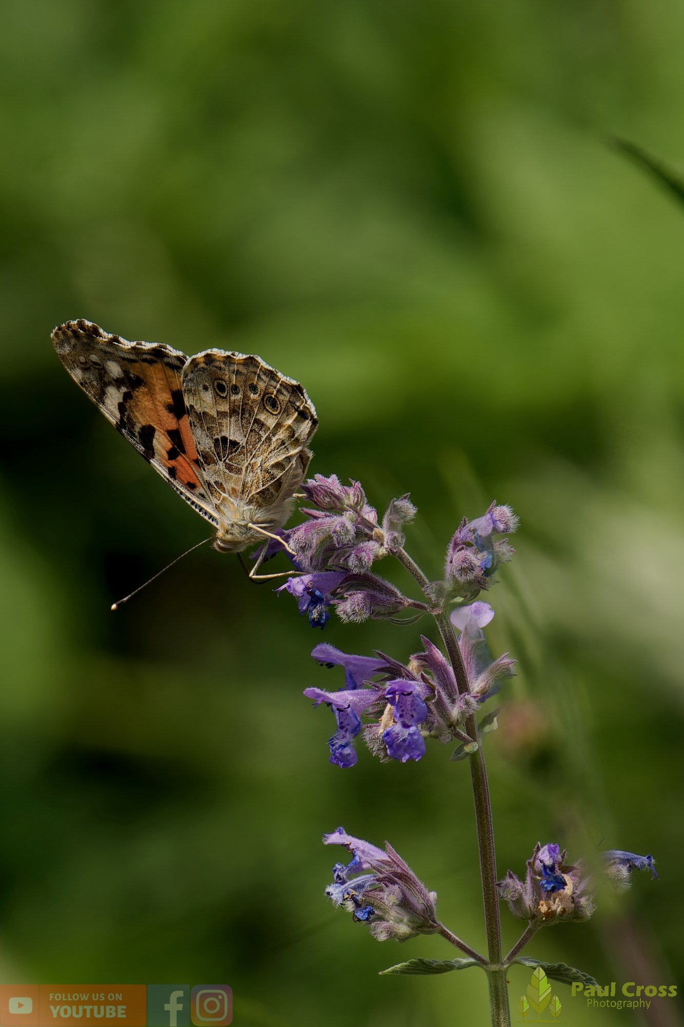 Painted Lady-00015.jpg