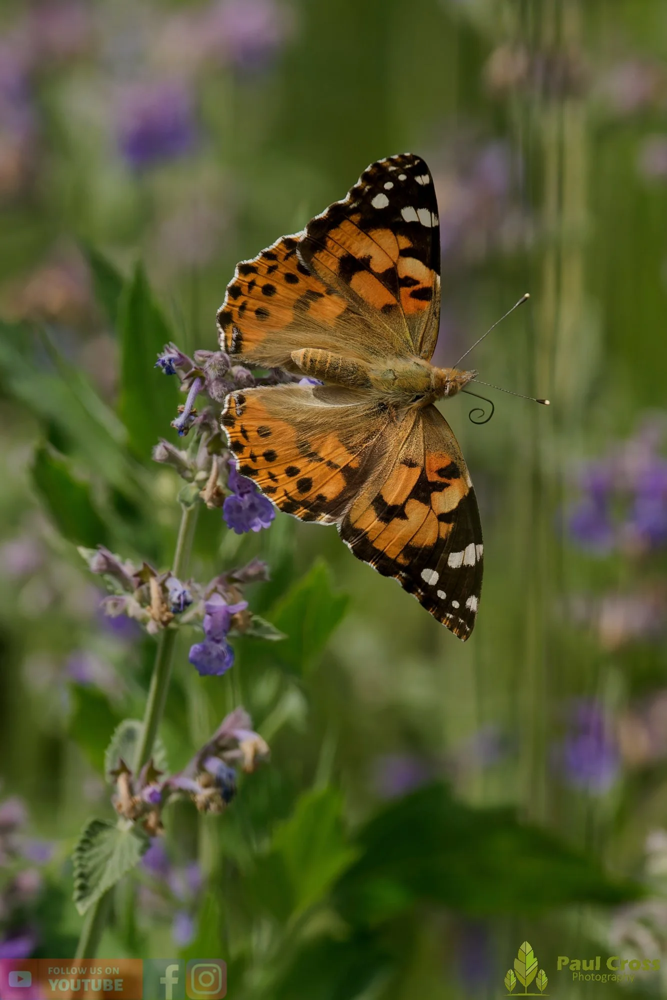 Painted Lady-00017.jpg