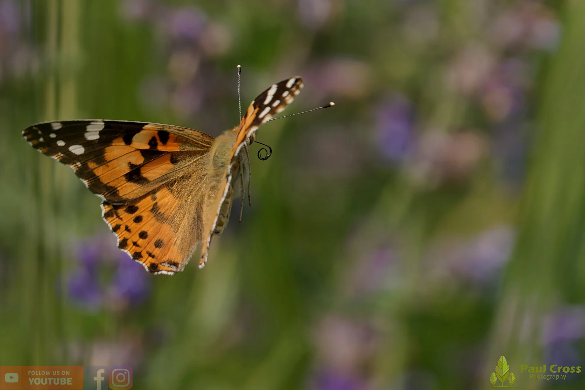 Painted Lady-00018.jpg