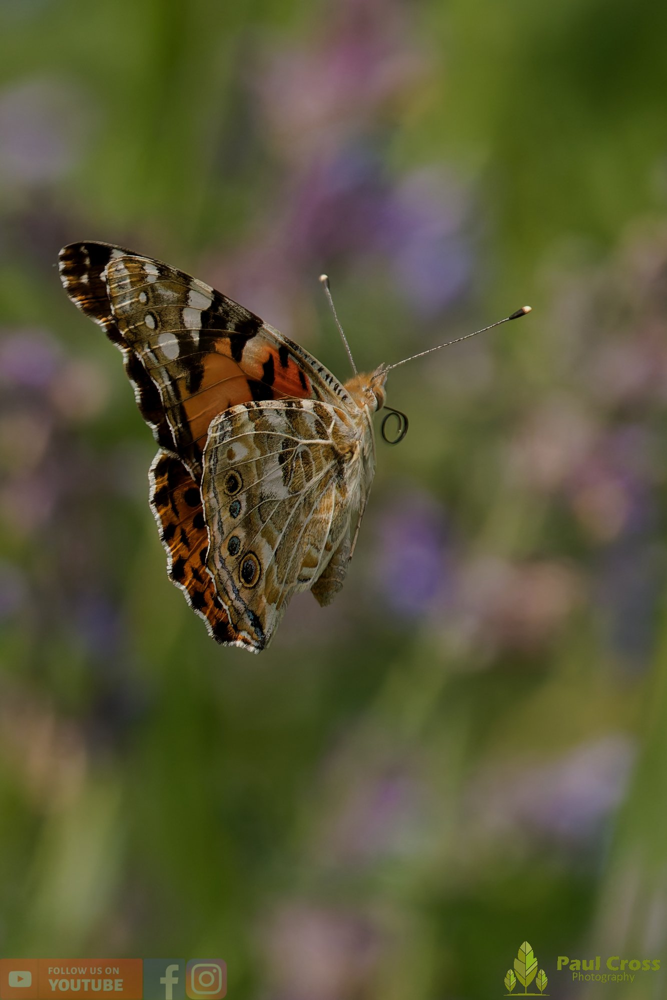 Painted Lady-00019.jpg