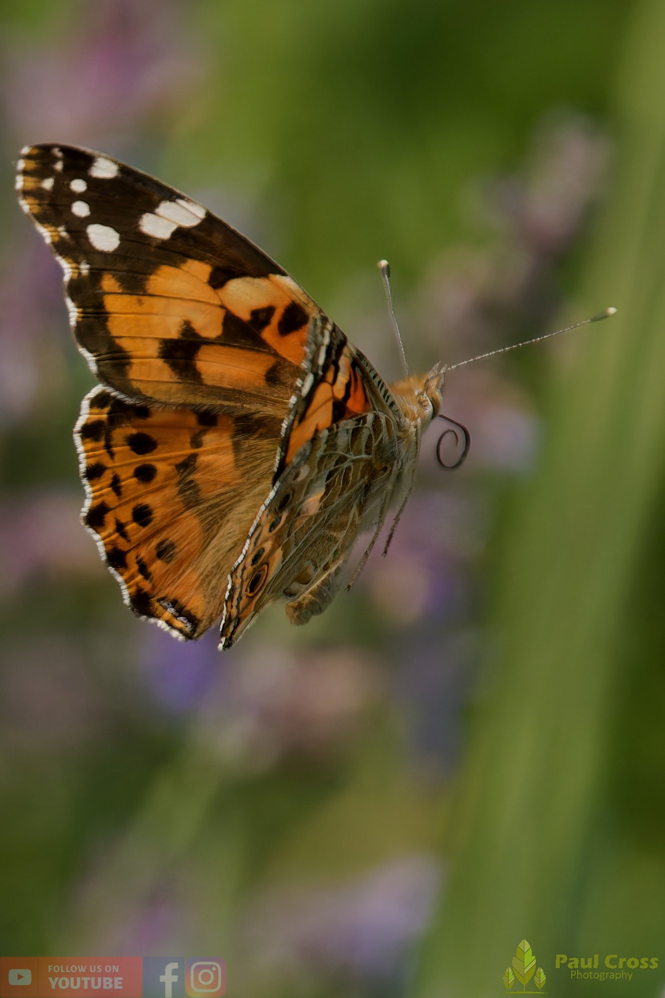 Painted Lady-00020.jpg