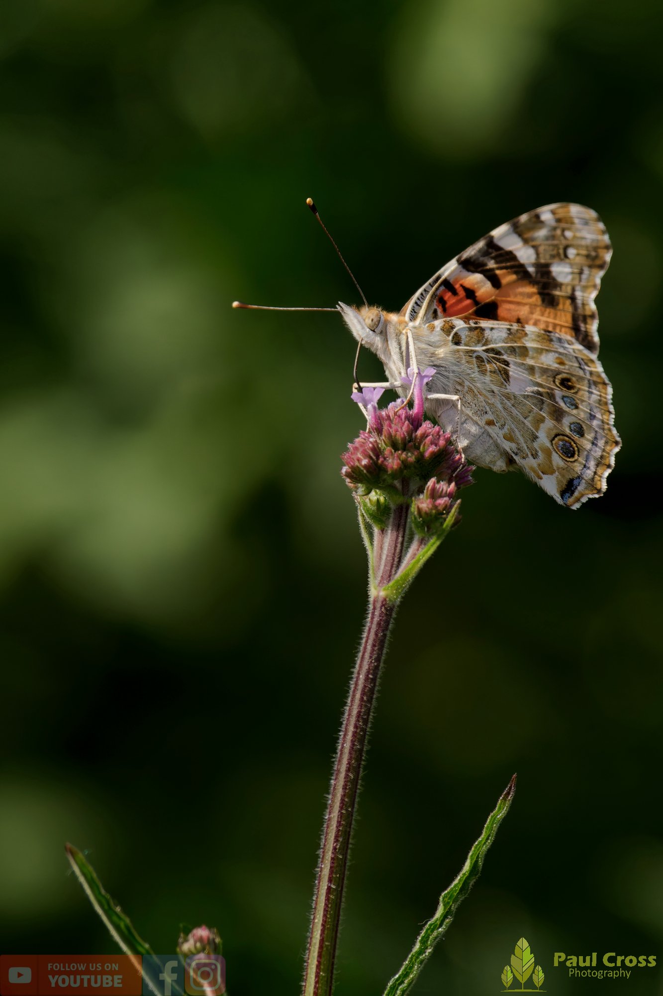 Painted Lady-00022.jpg