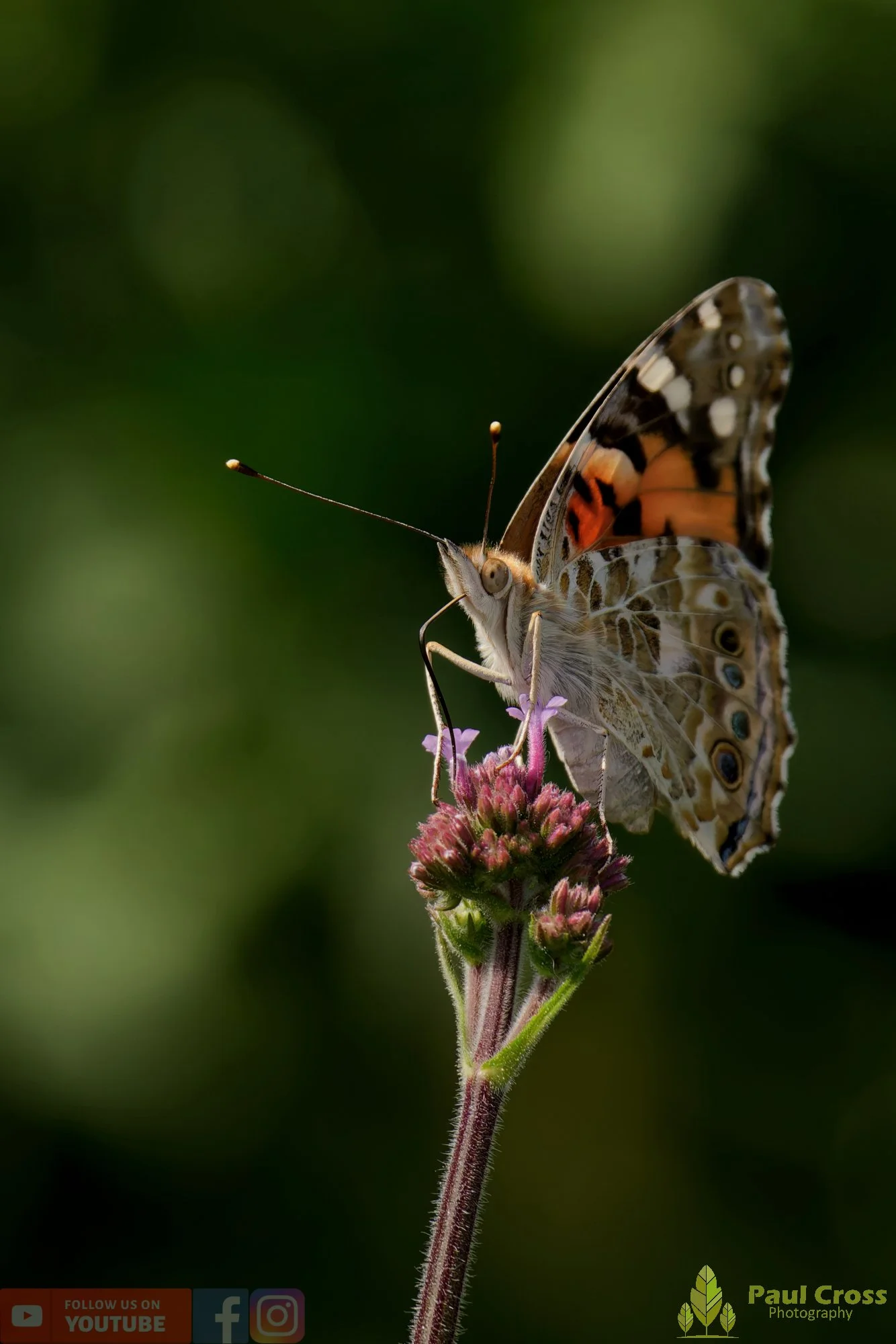 Painted Lady-00023.jpg