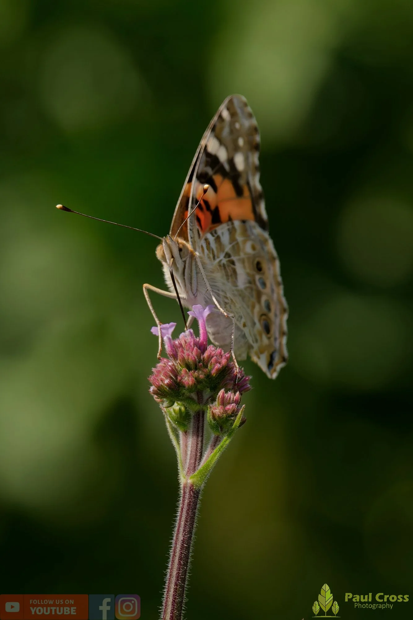 Painted Lady-00024.jpg