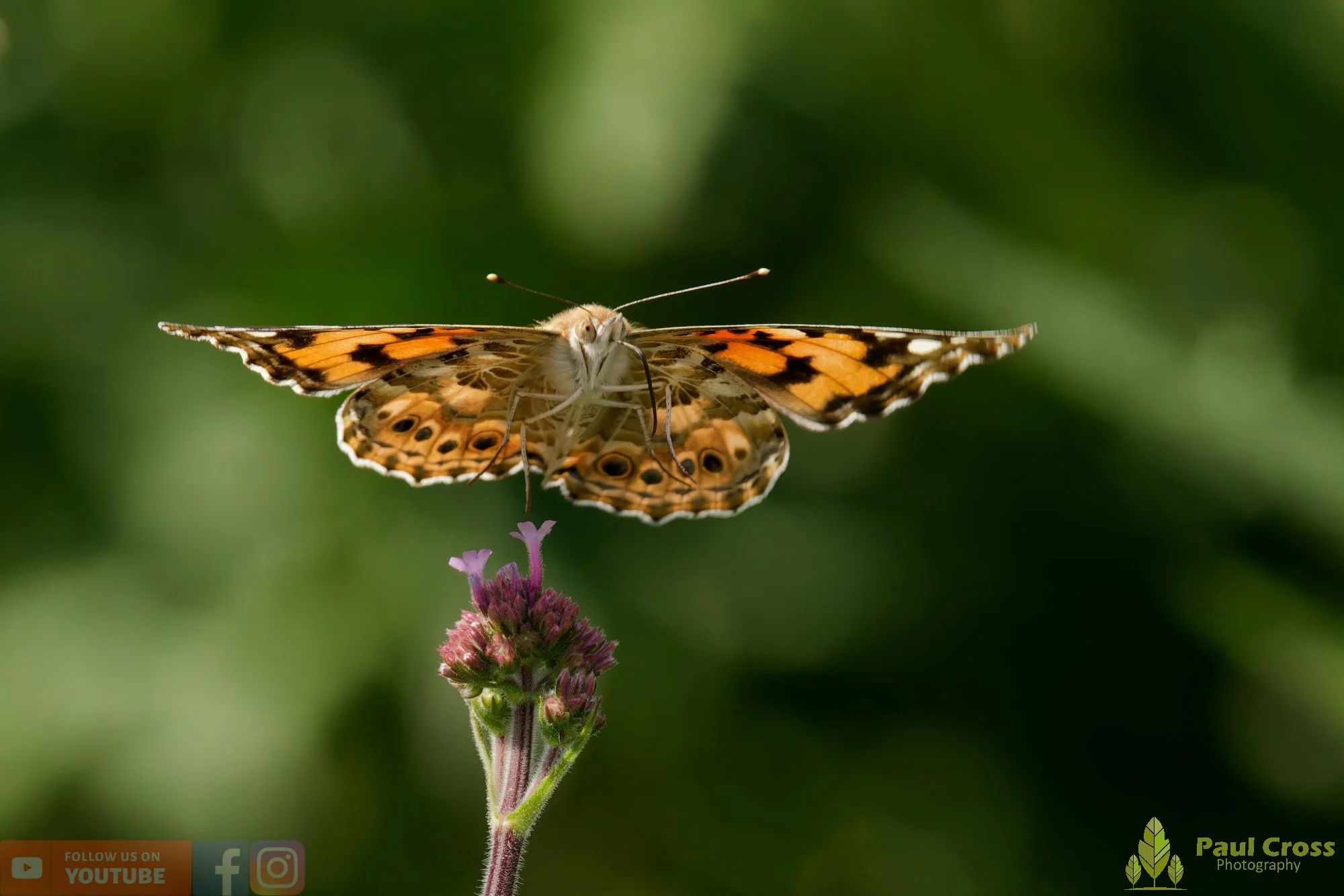 Painted Lady-00025.jpg