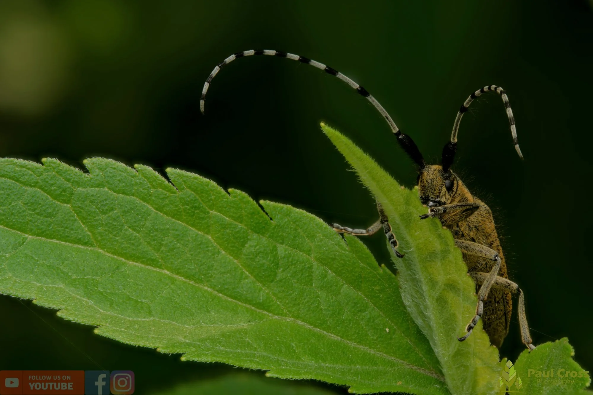 Golden-bloomed Grey Longhorn-00005.jpg