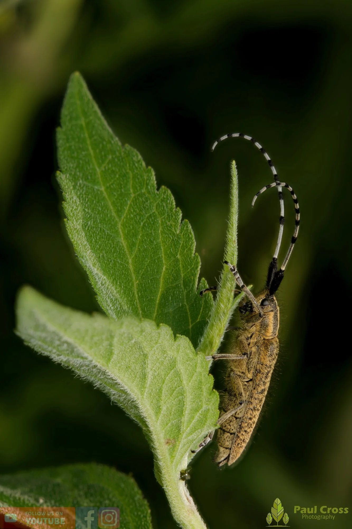Golden-bloomed Grey Longhorn-00003.jpg