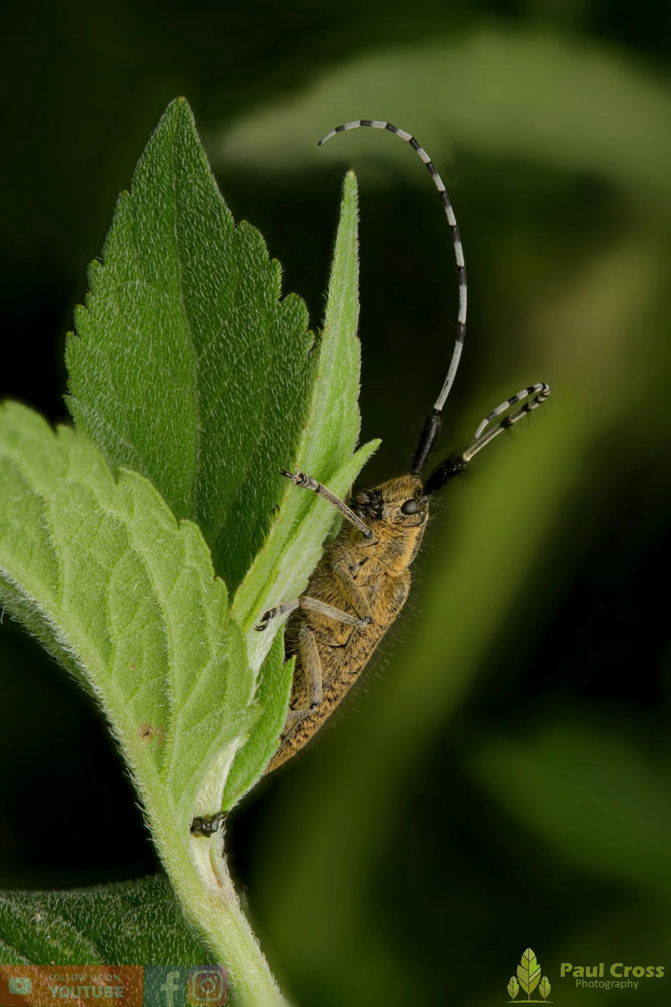 Golden-bloomed Grey Longhorn-00006.jpg