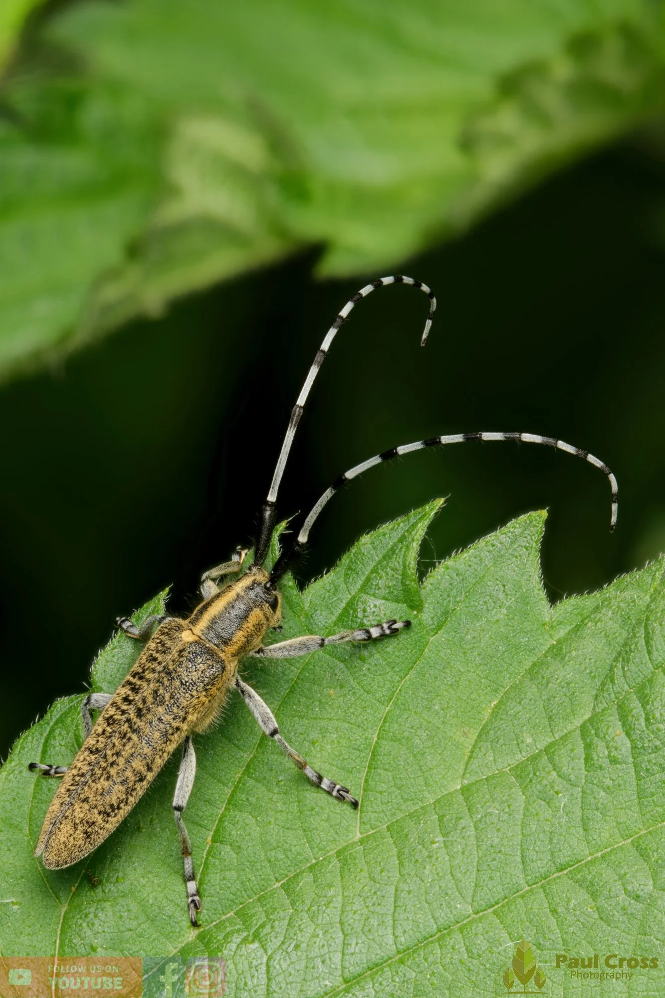 Golden-bloomed Grey Longhorn-00007.jpg