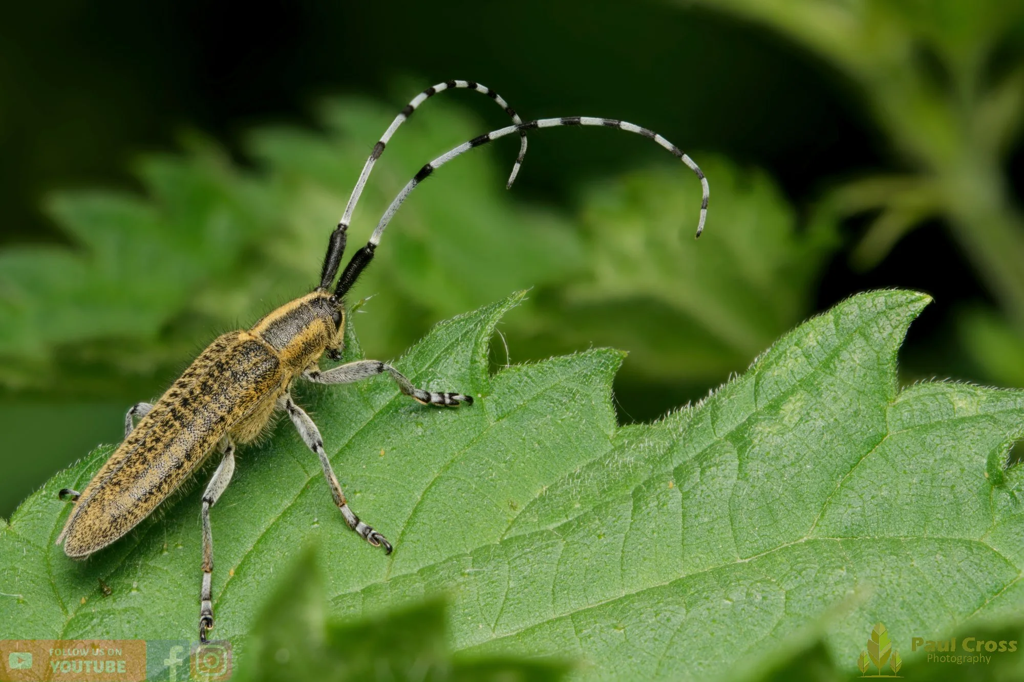 Golden-bloomed Grey Longhorn-00008.jpg
