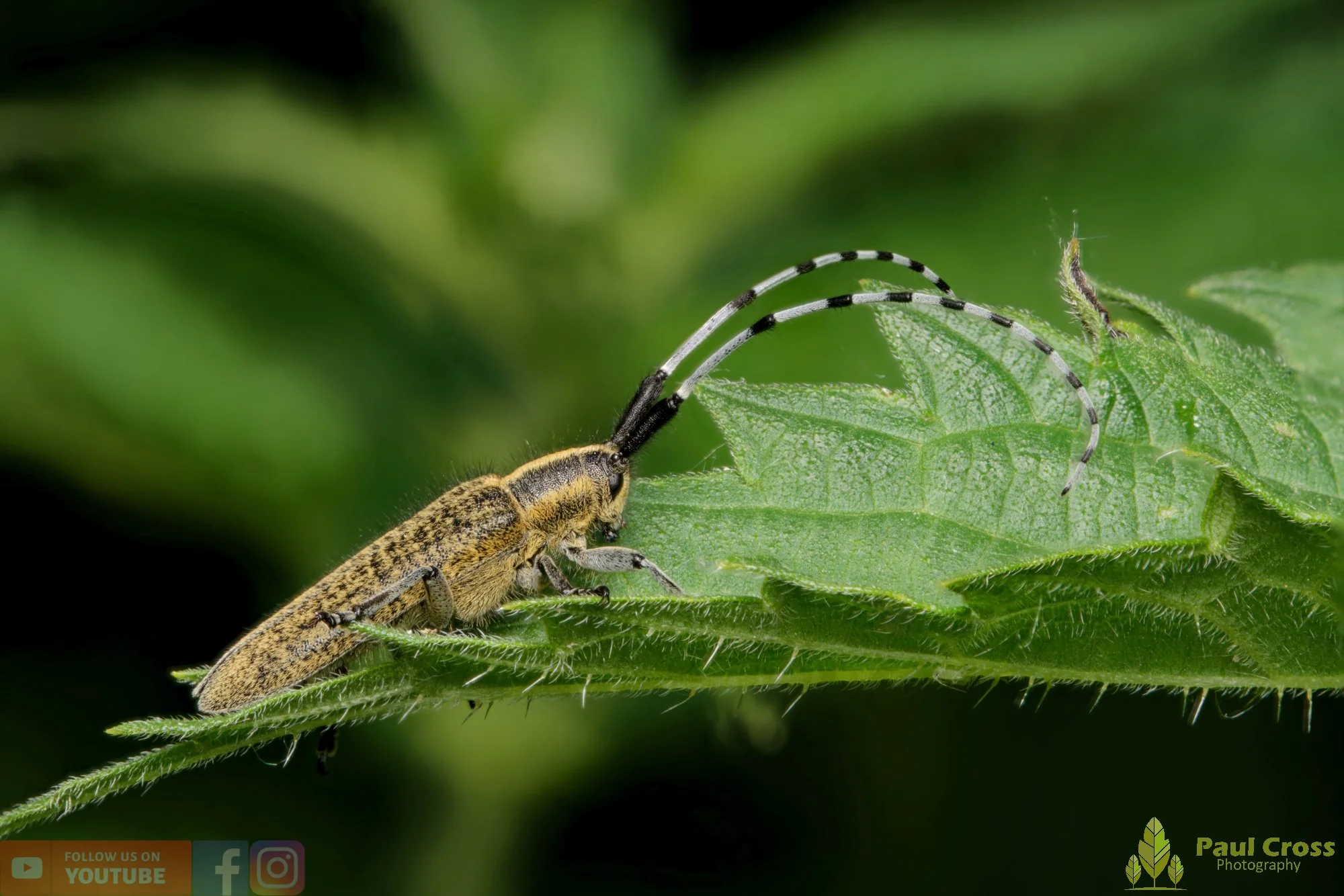 Golden-bloomed Grey Longhorn-00009.jpg