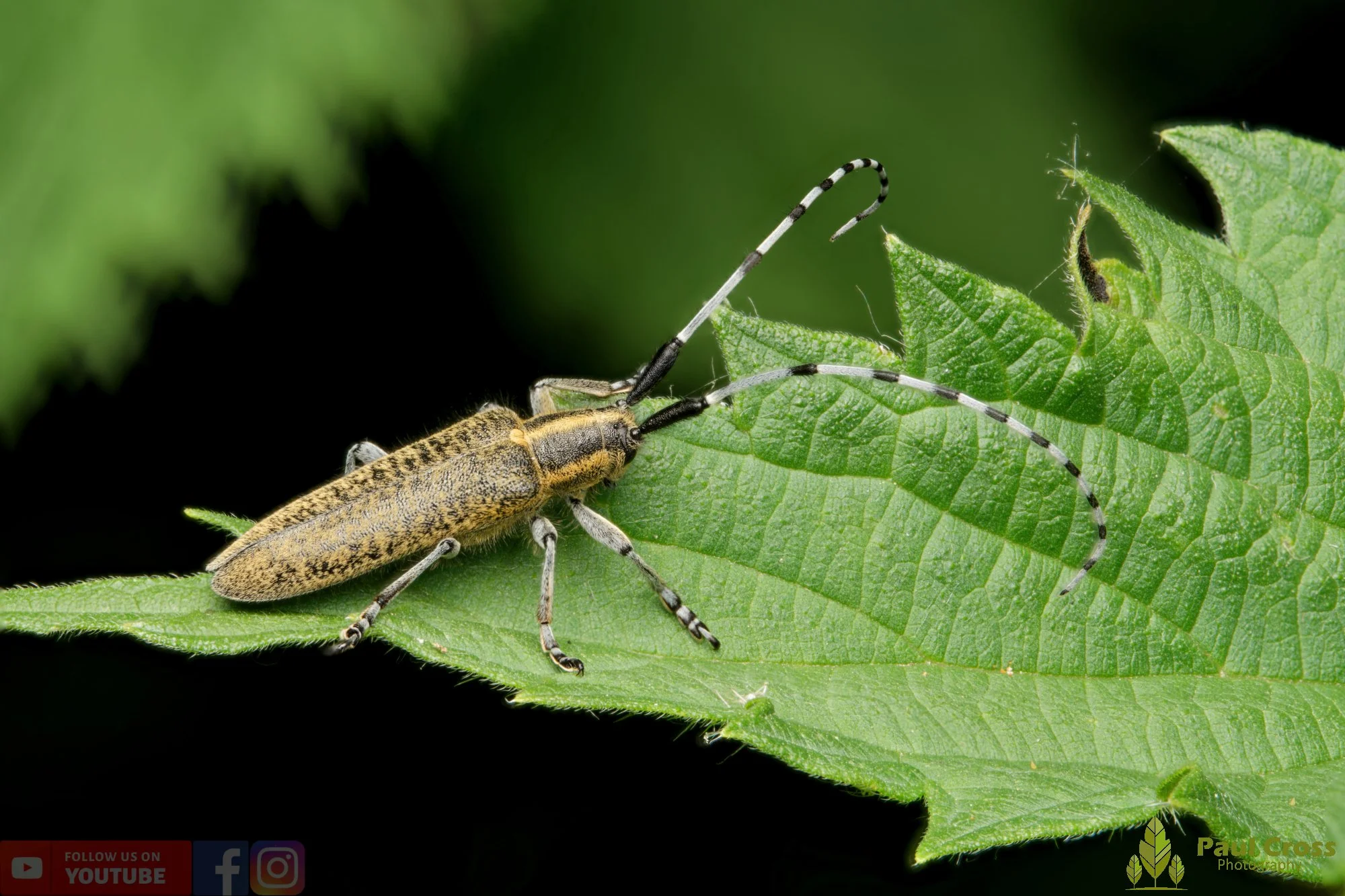 Golden-bloomed Grey Longhorn-00010.jpg