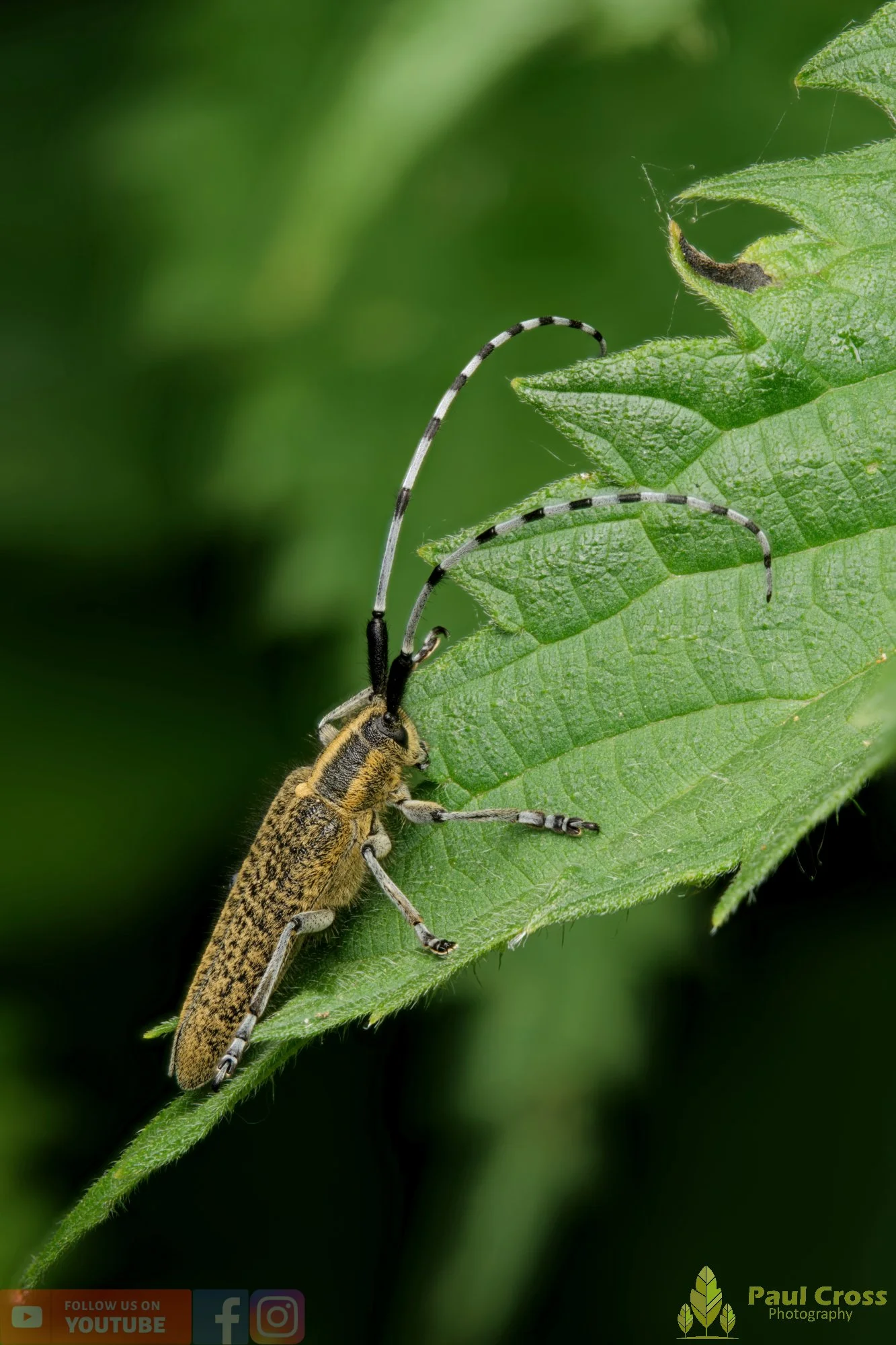 Golden-bloomed Grey Longhorn-00011.jpg