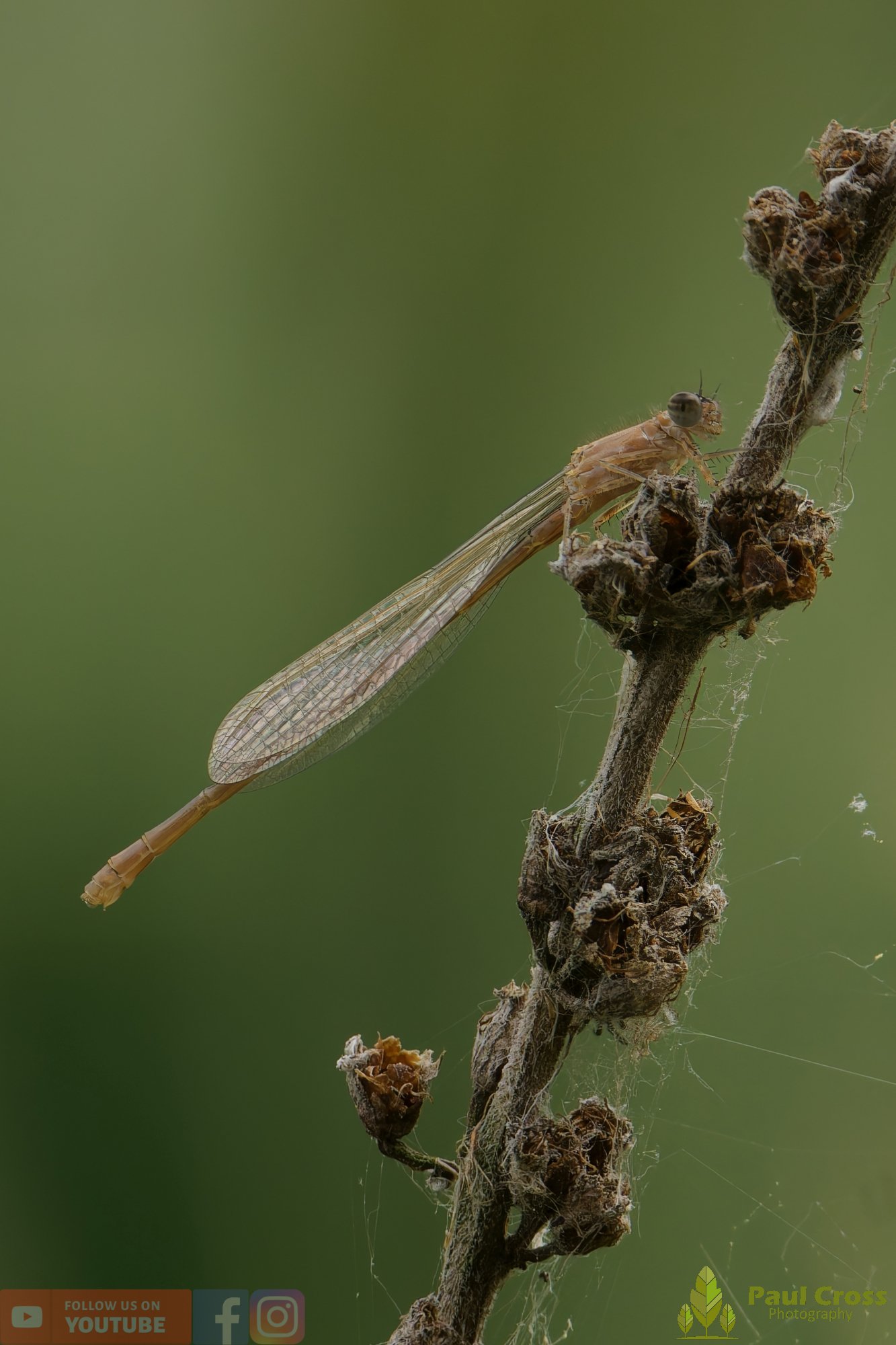 Azure Damselfly - Coenagrion Puellay-00024.jpg