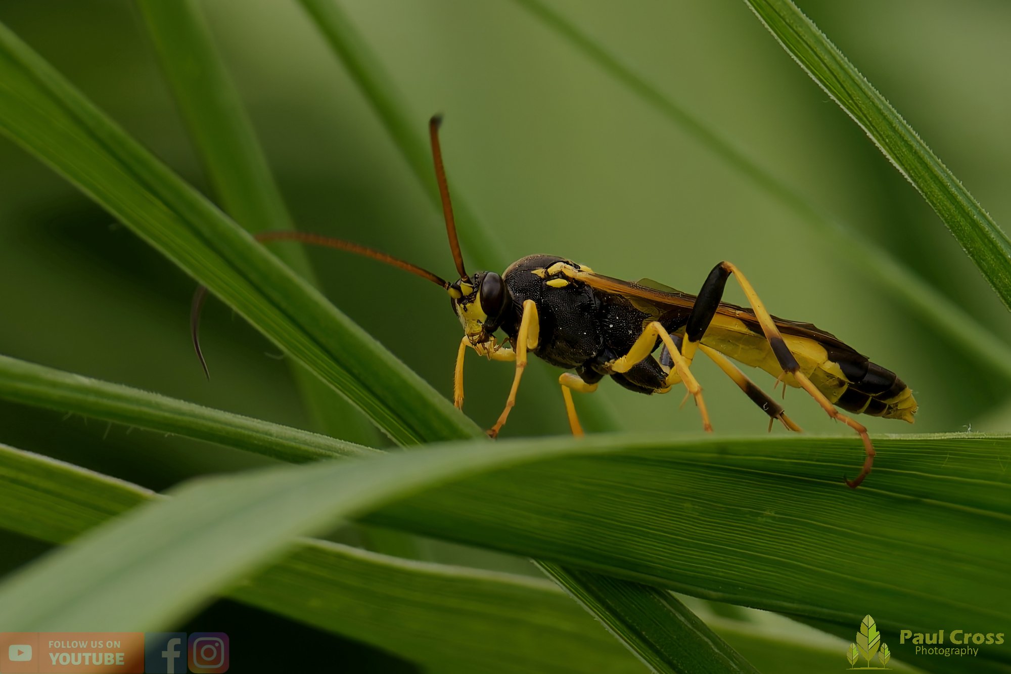 Amblyteles Armatorius-00001.jpg