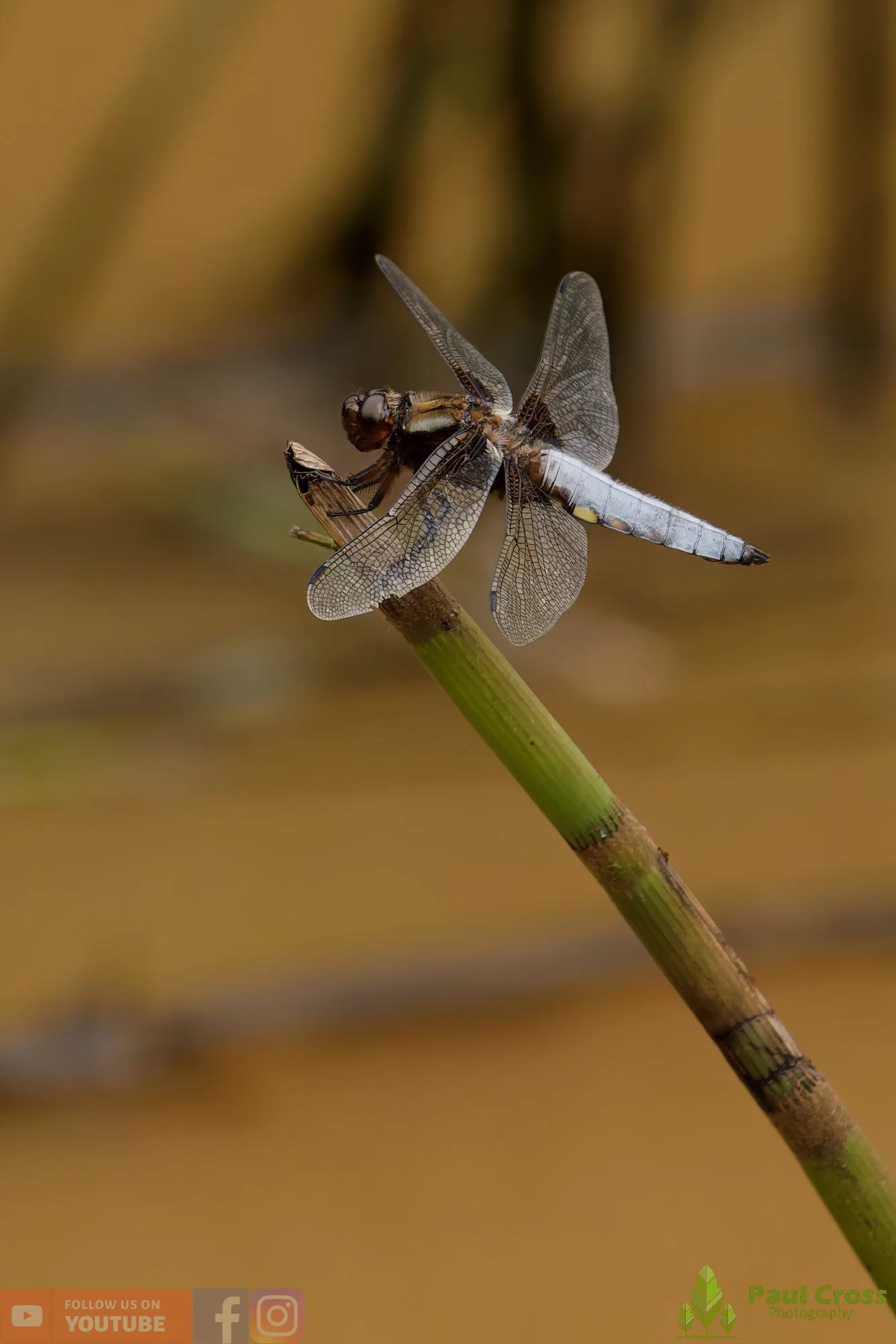 Broad-Bodied Chaser-00095.jpg