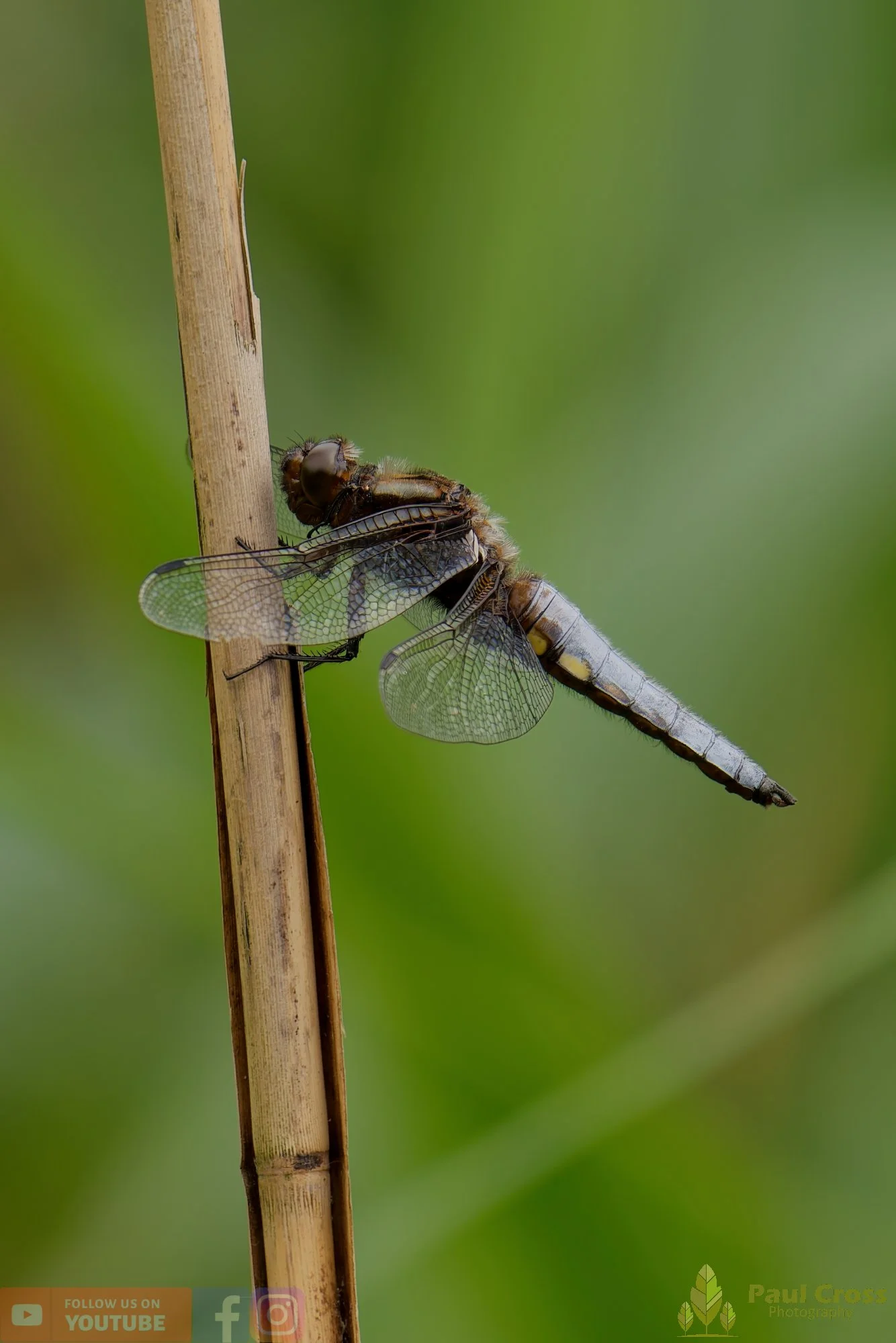 Broad-Bodied Chaser-00096.jpg