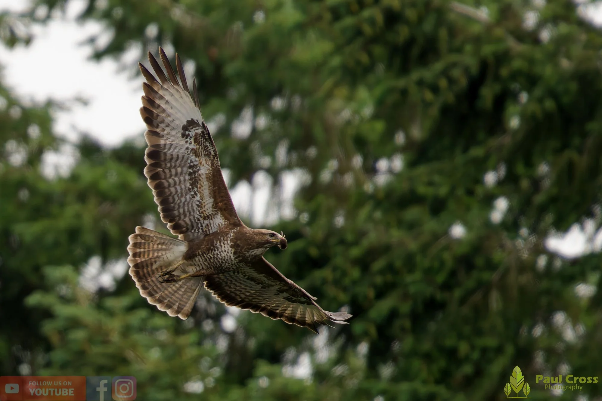 Buzzard-00127.jpg