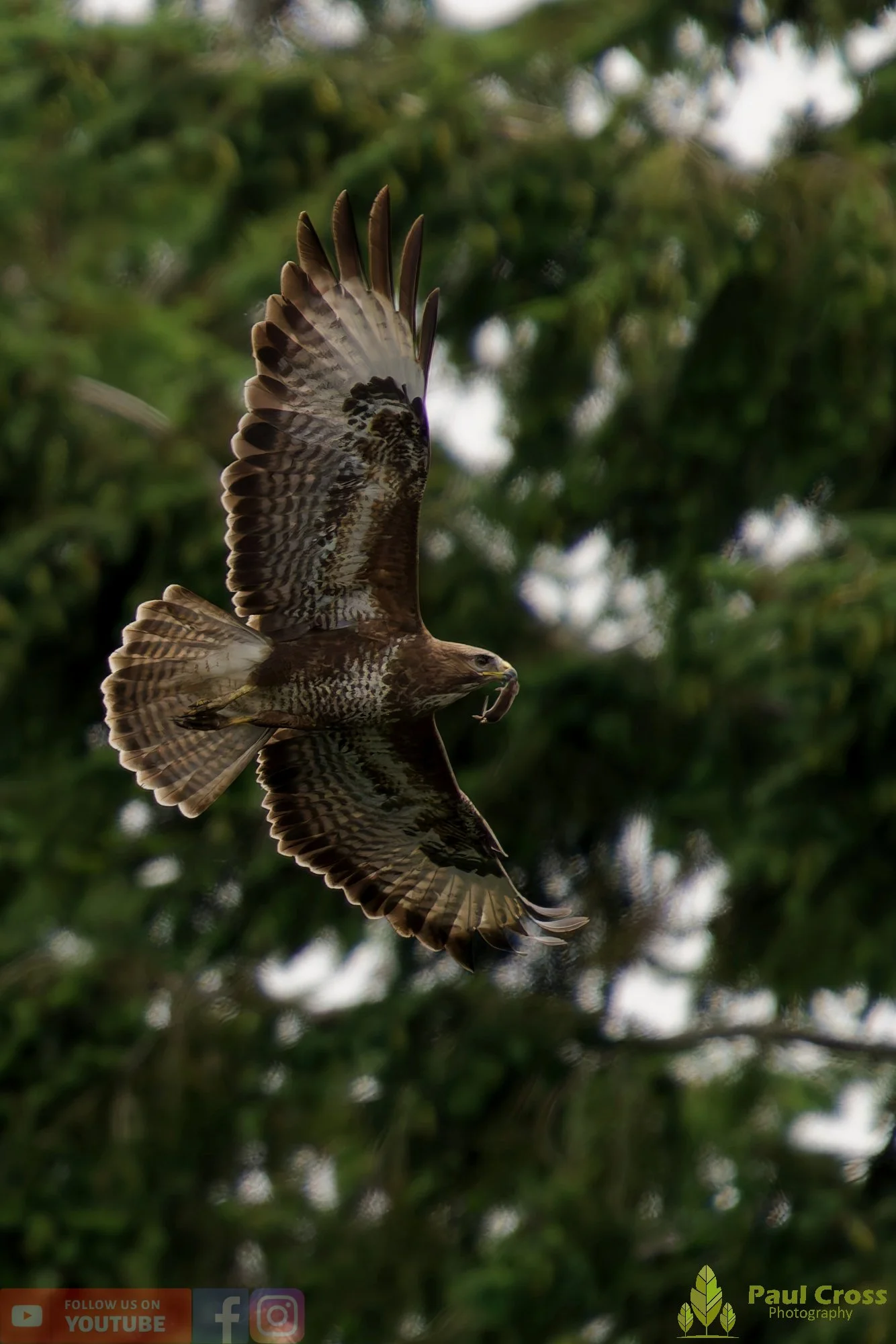 Buzzard-00128.jpg