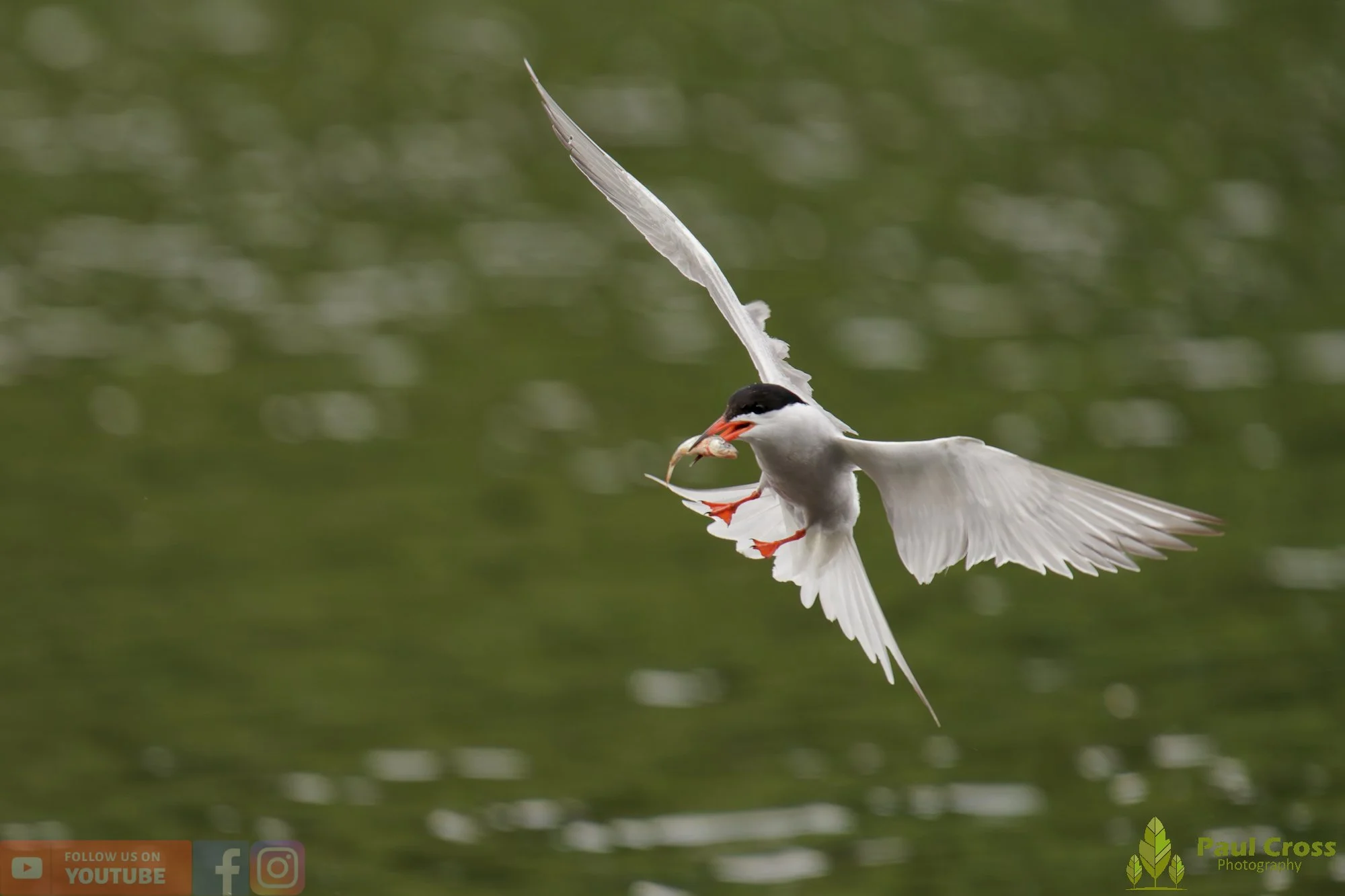Common Tern-02033.jpg