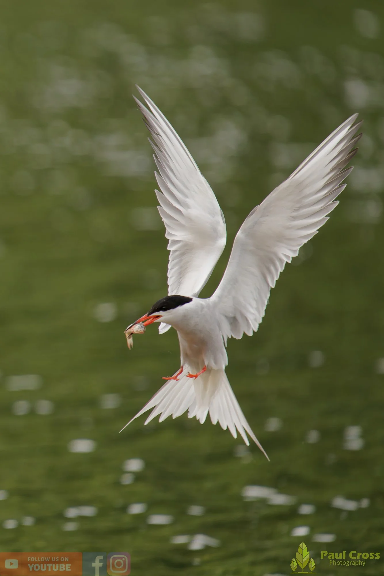 Common Tern-02034.jpg