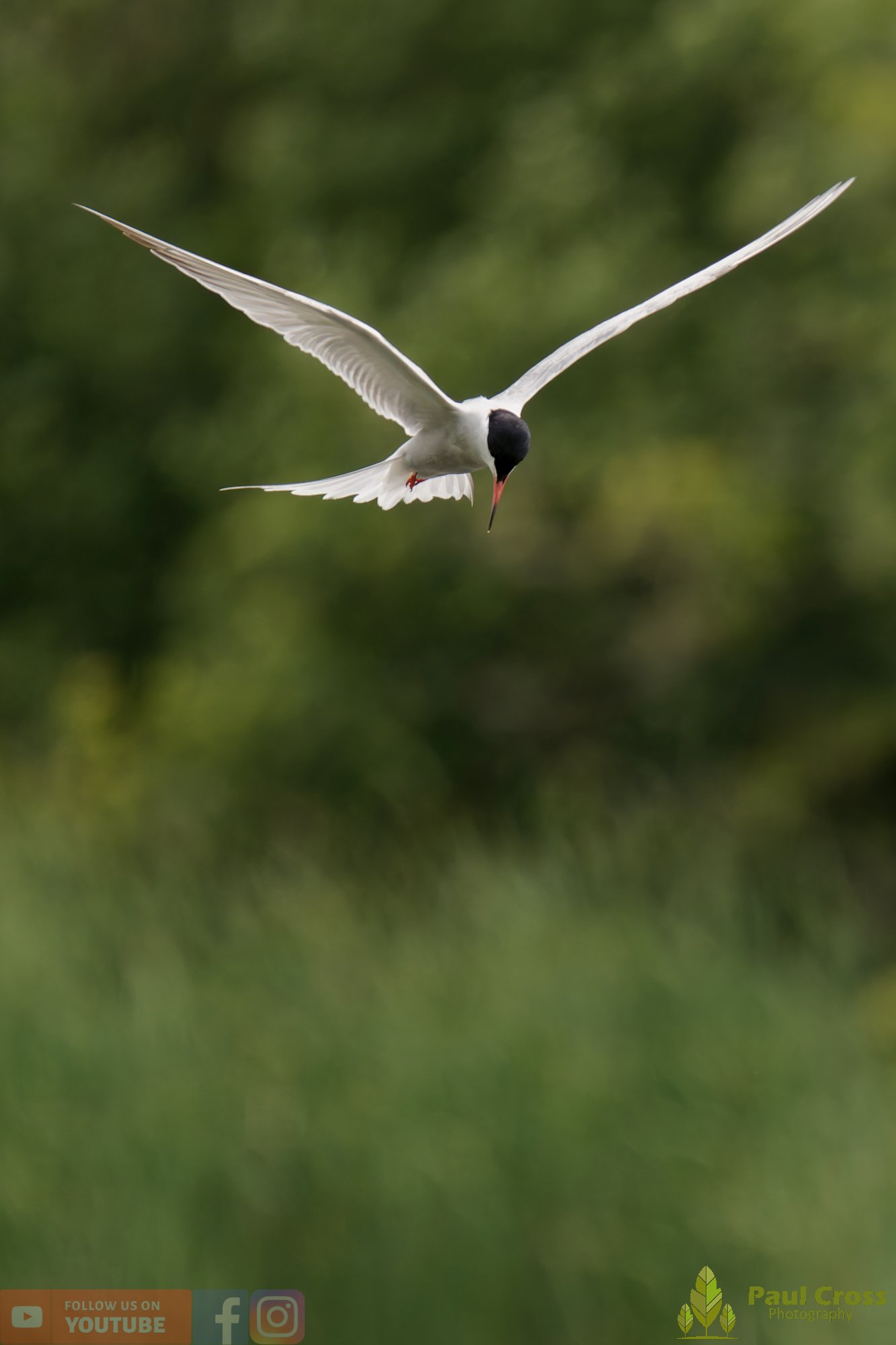 Common Tern-02035.jpg