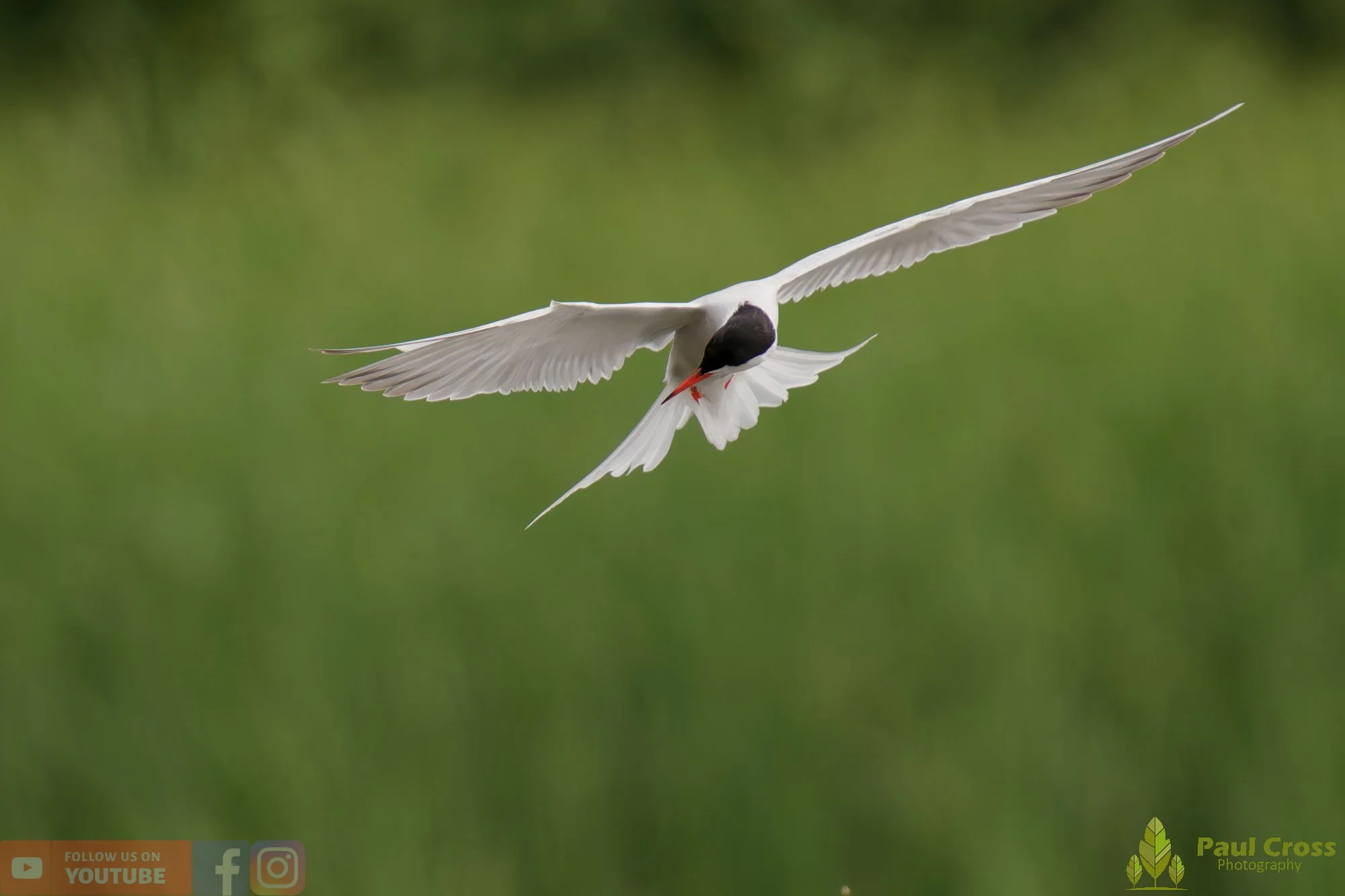 Common Tern-02036.jpg