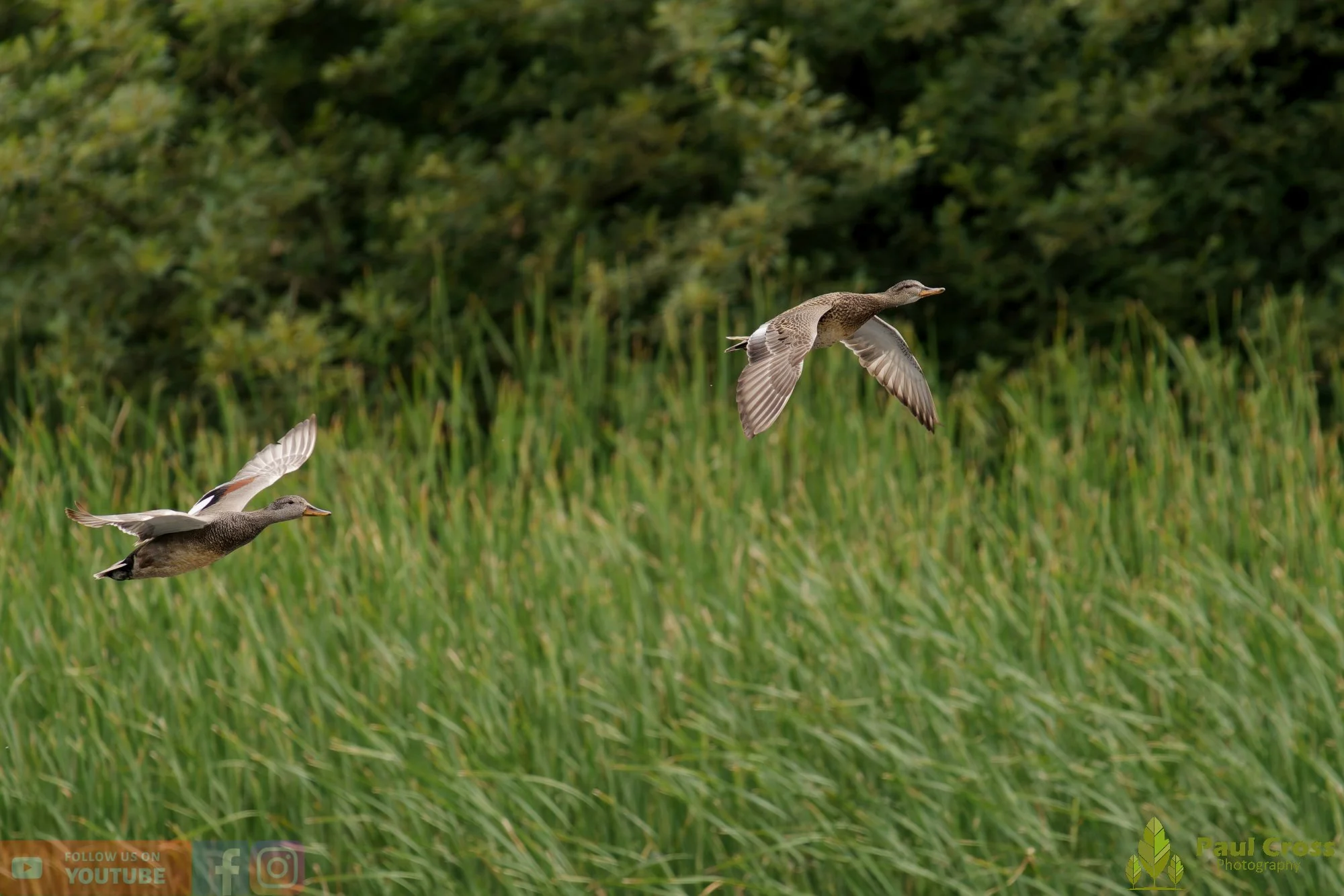 Gadwall-00305.jpg