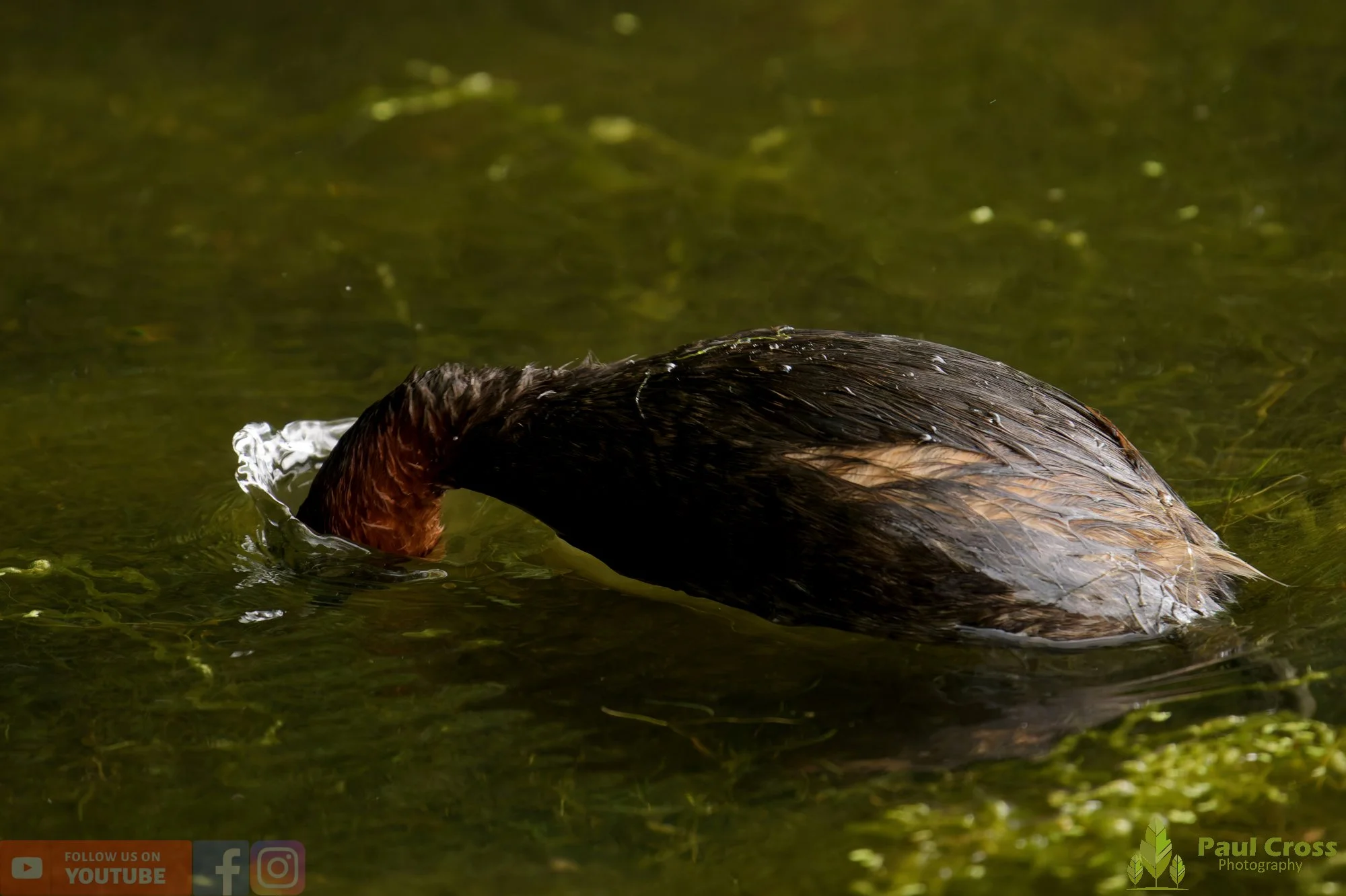 Little Grebe-00375.jpg