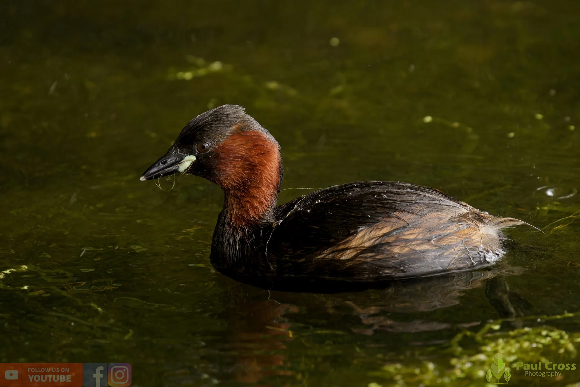 Little Grebe-00374.jpg