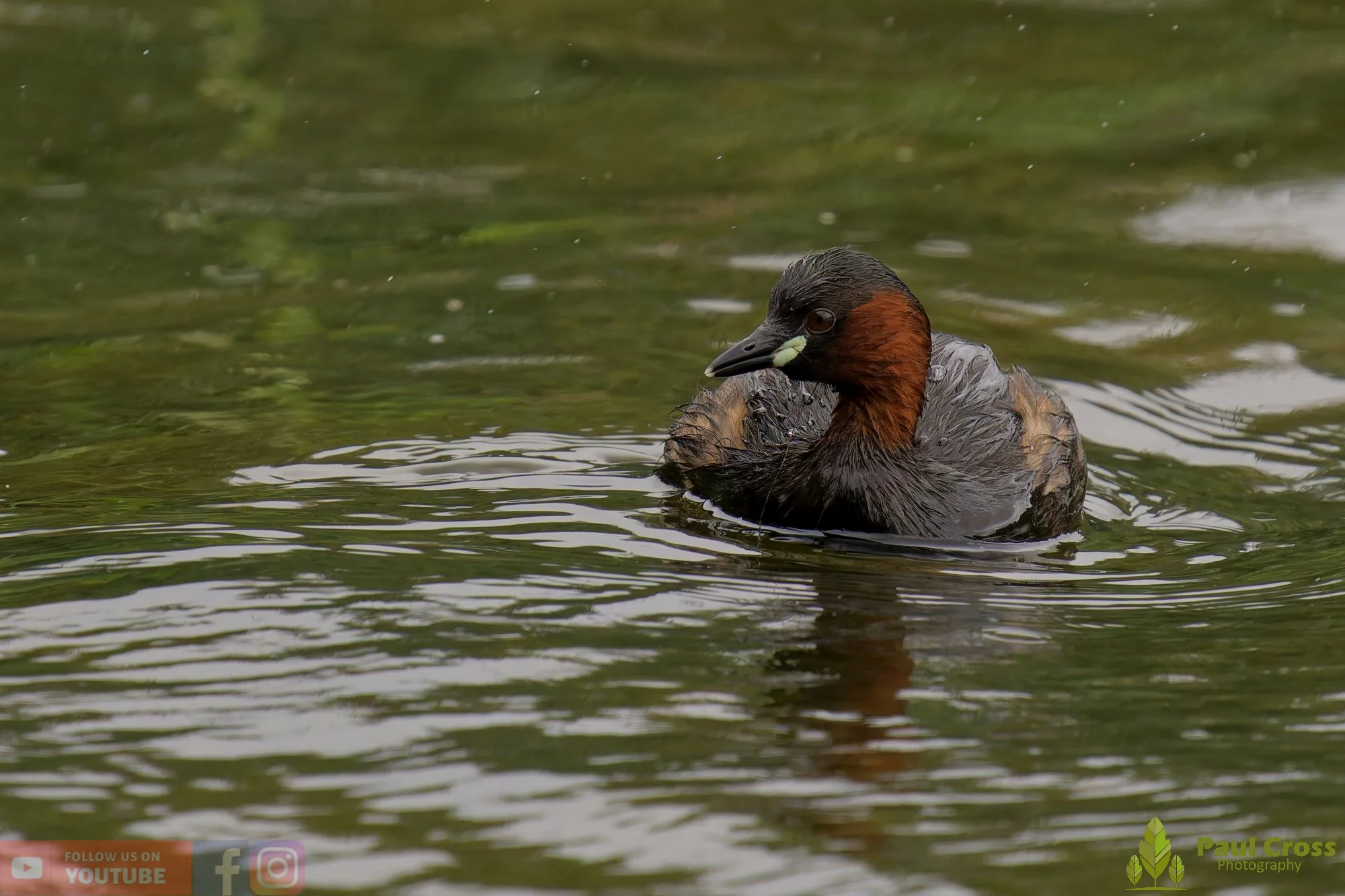 Little Grebe-00376.jpg