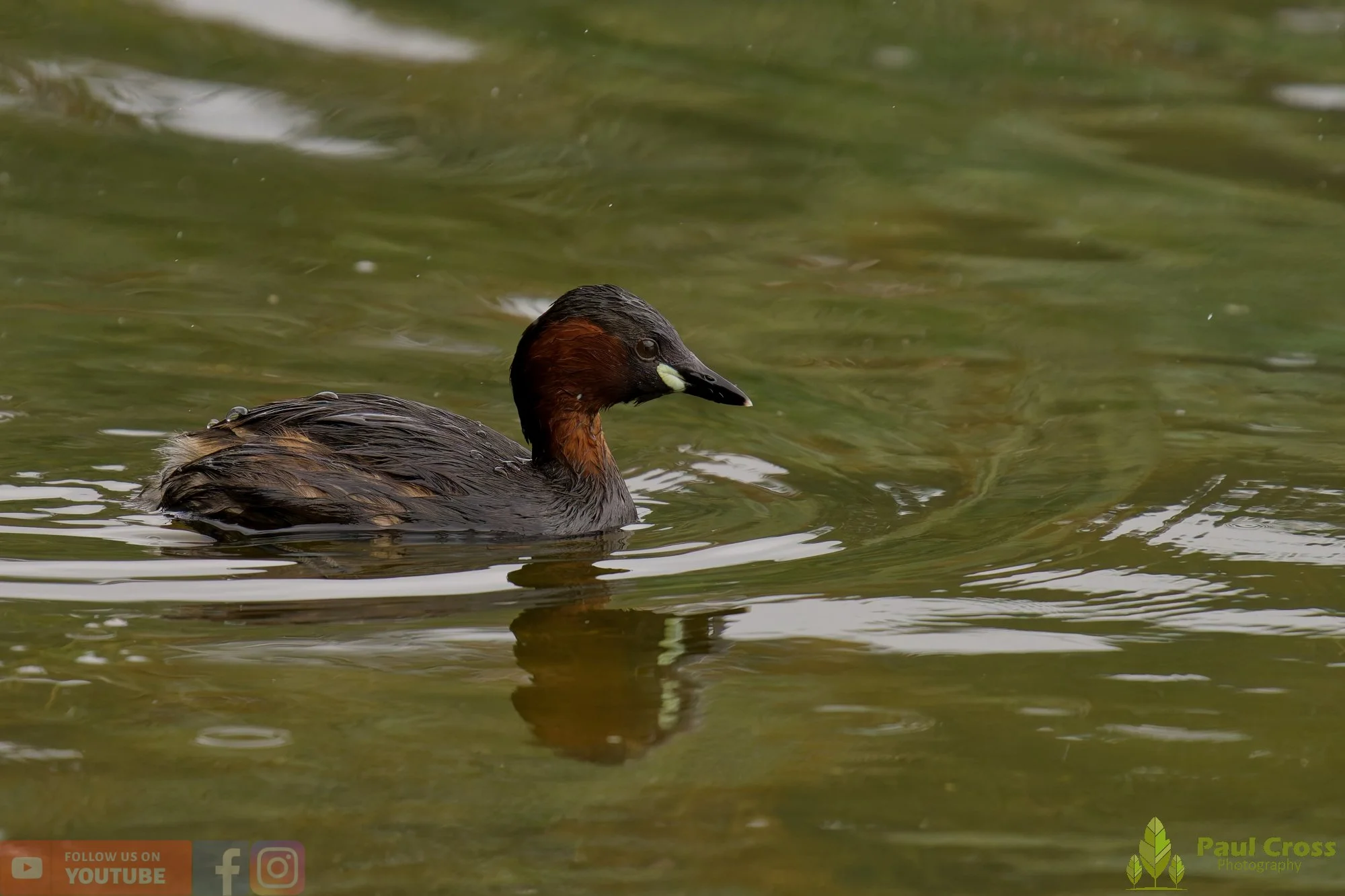 Little Grebe-00377.jpg