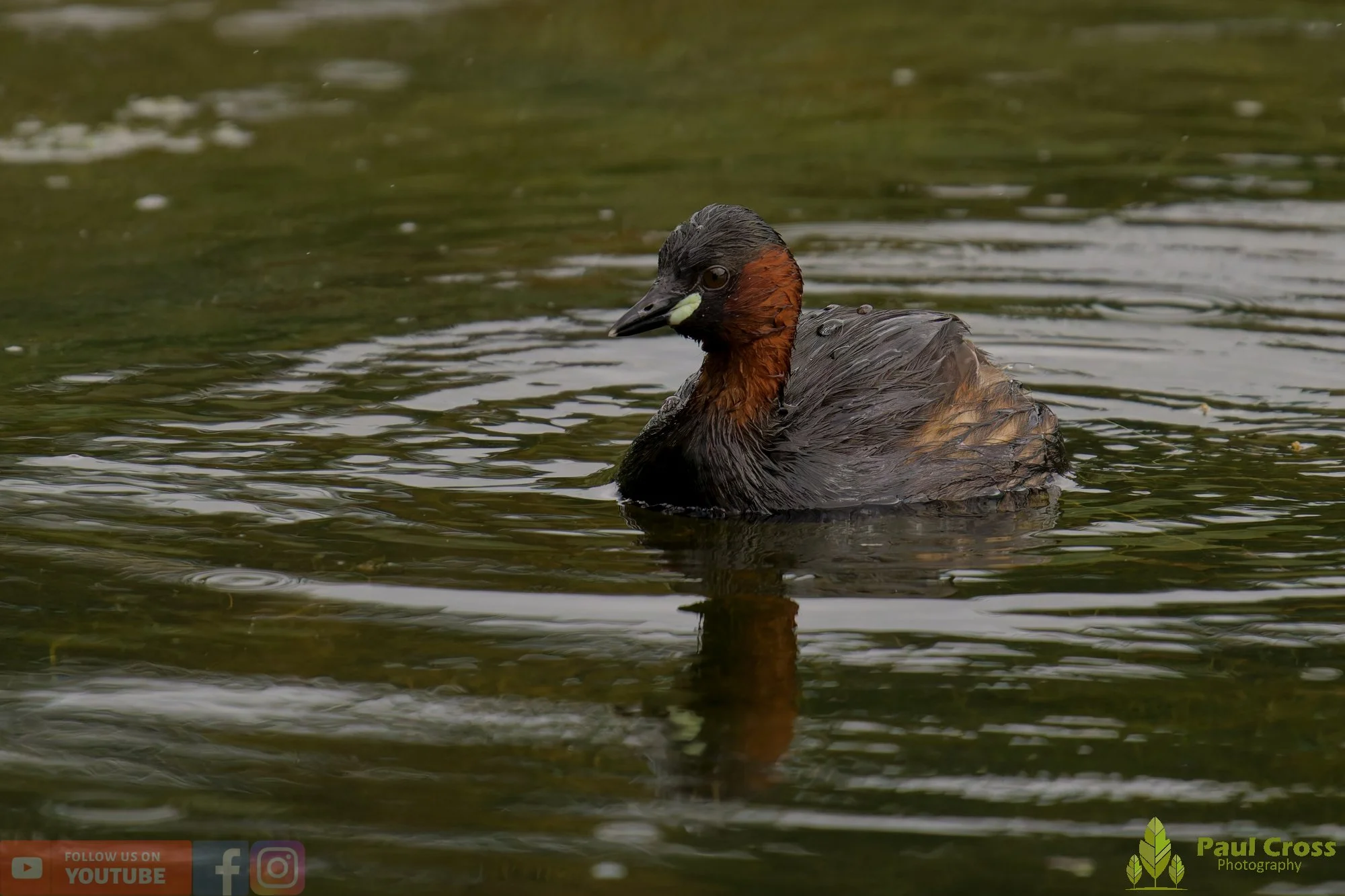 Little Grebe-00378.jpg